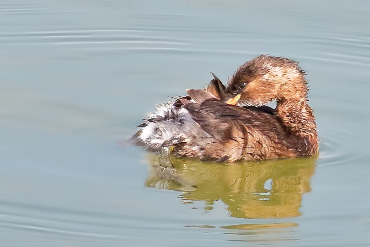 Little Grebe