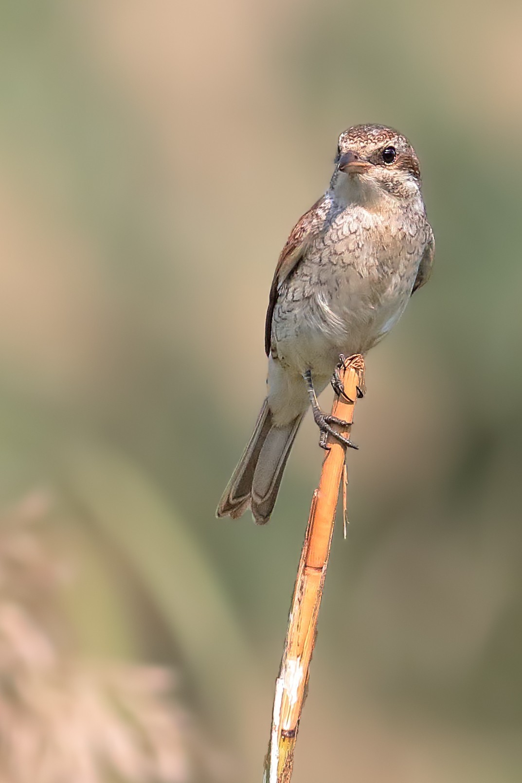 Red-backed Shrike