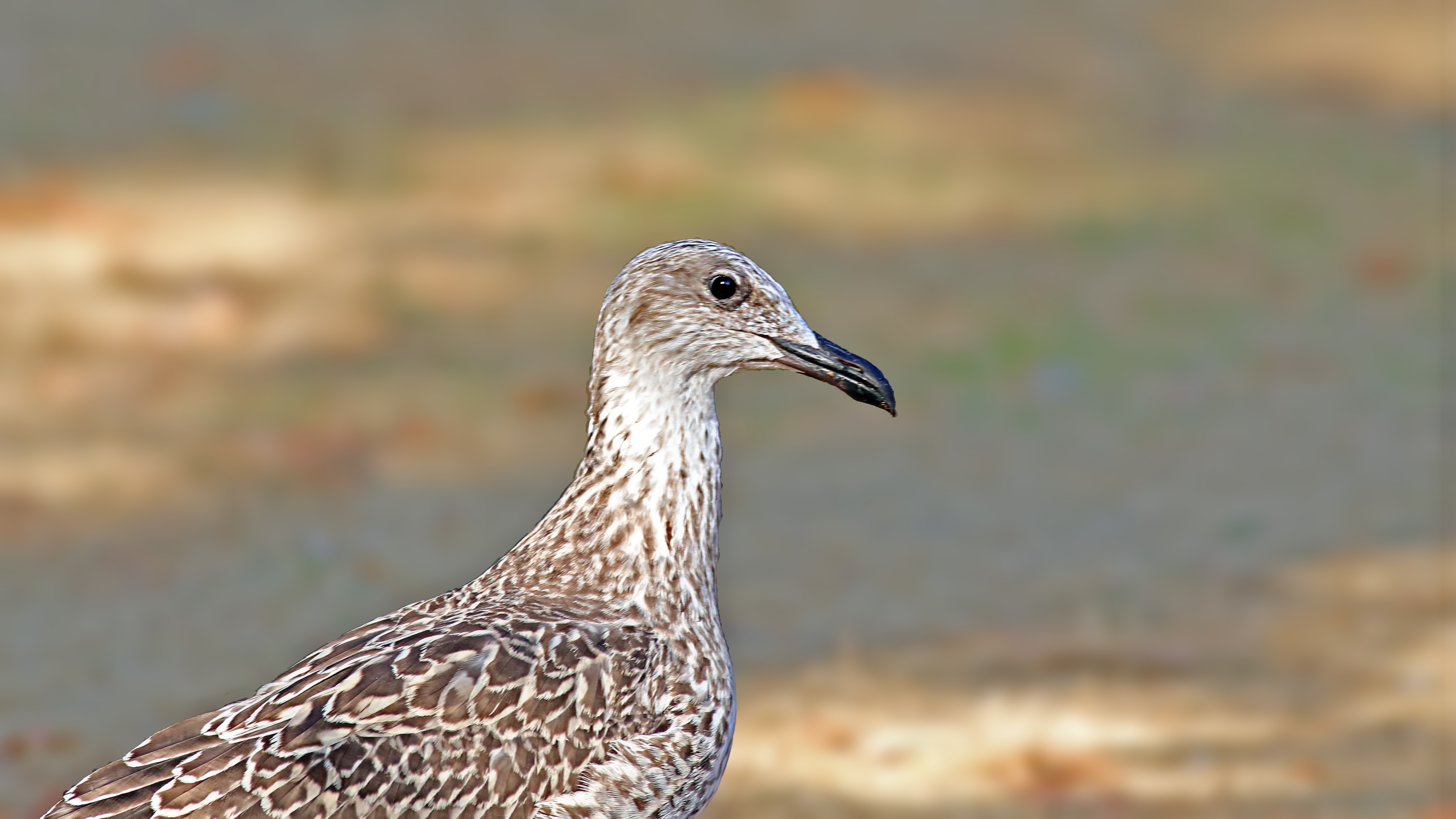Audouin's Gull