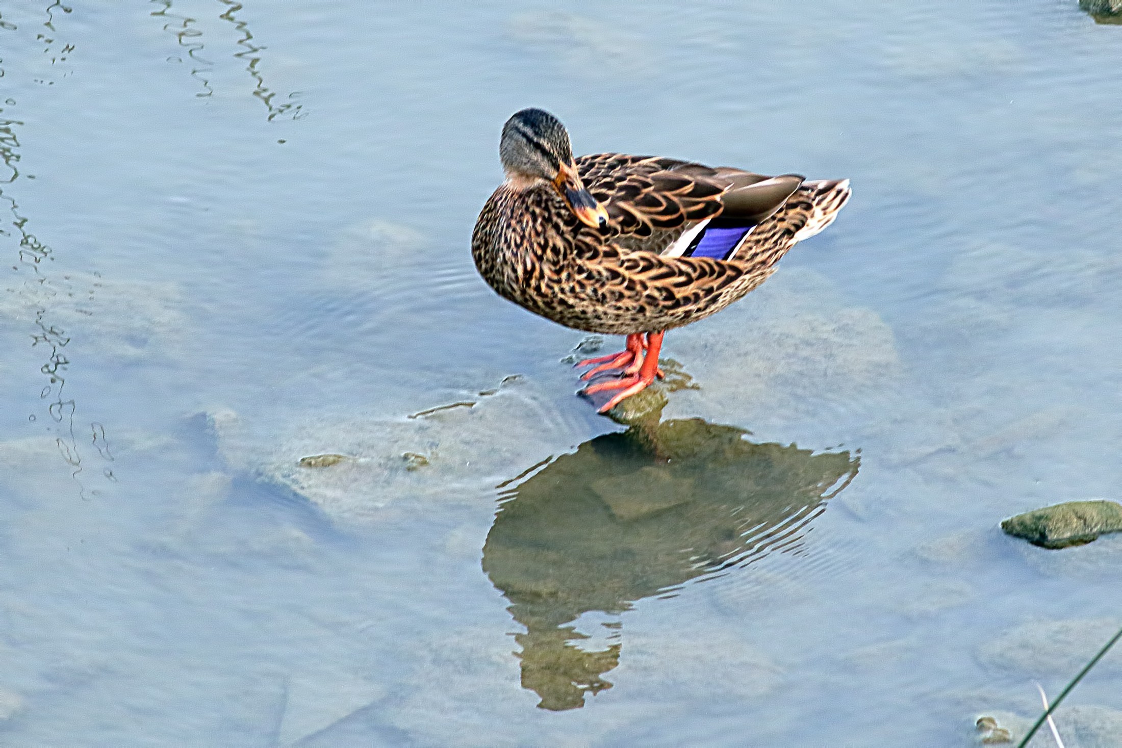 Mallard