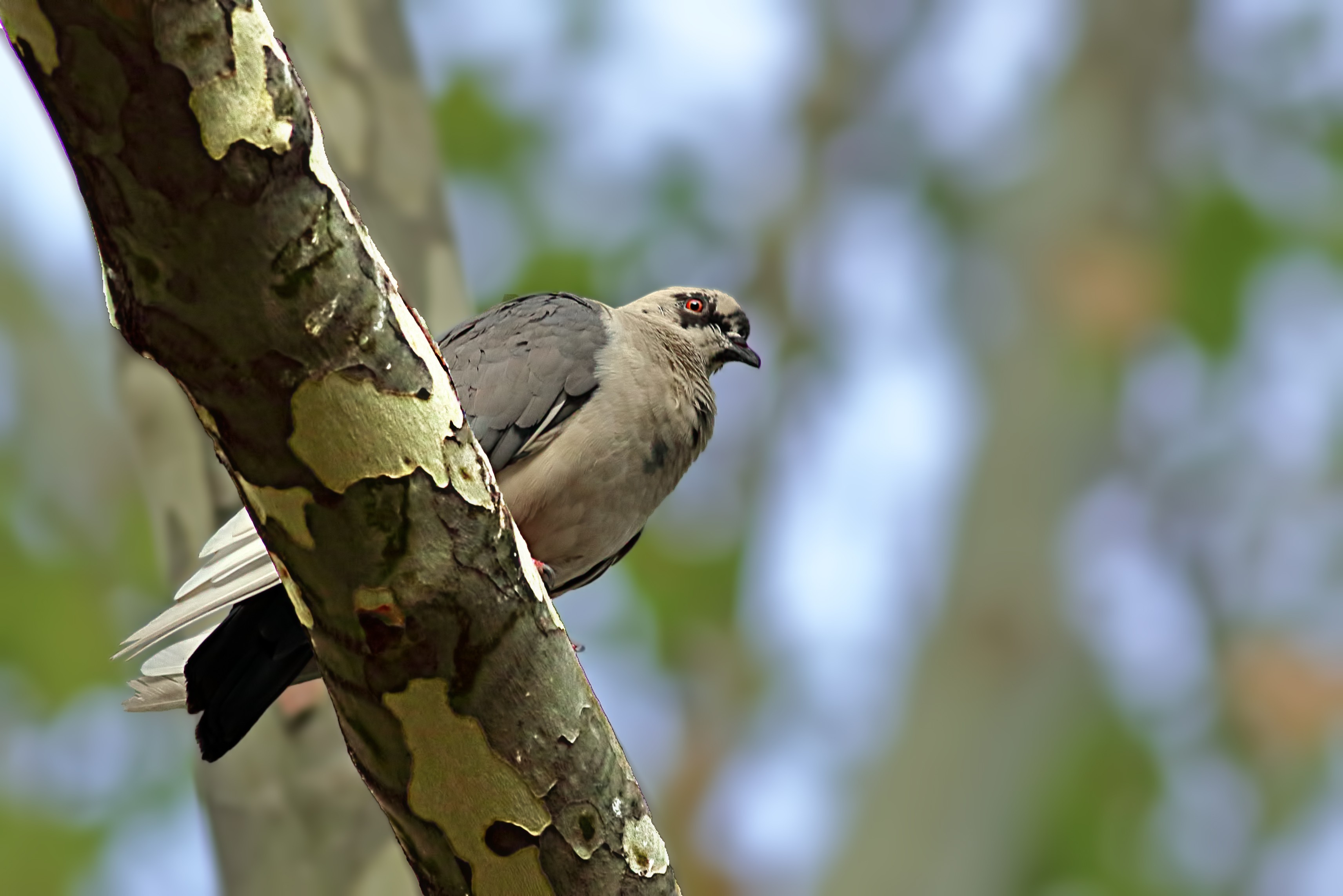 Eurasian Collared-dove