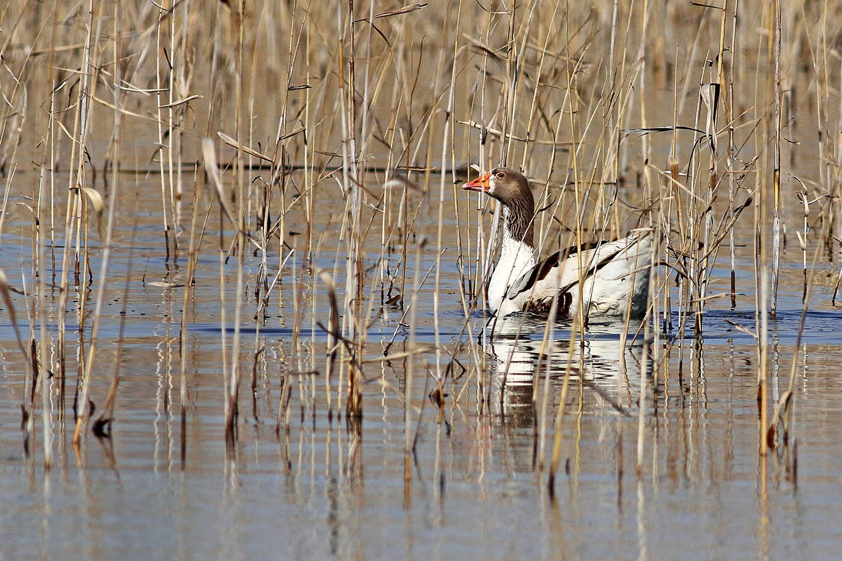African Darter