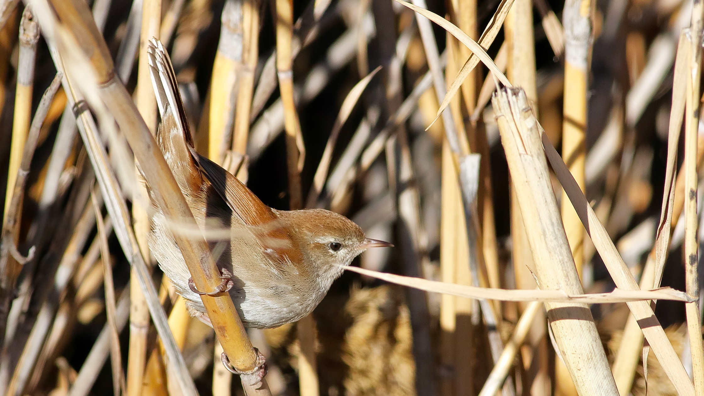 Cetti's Warbler