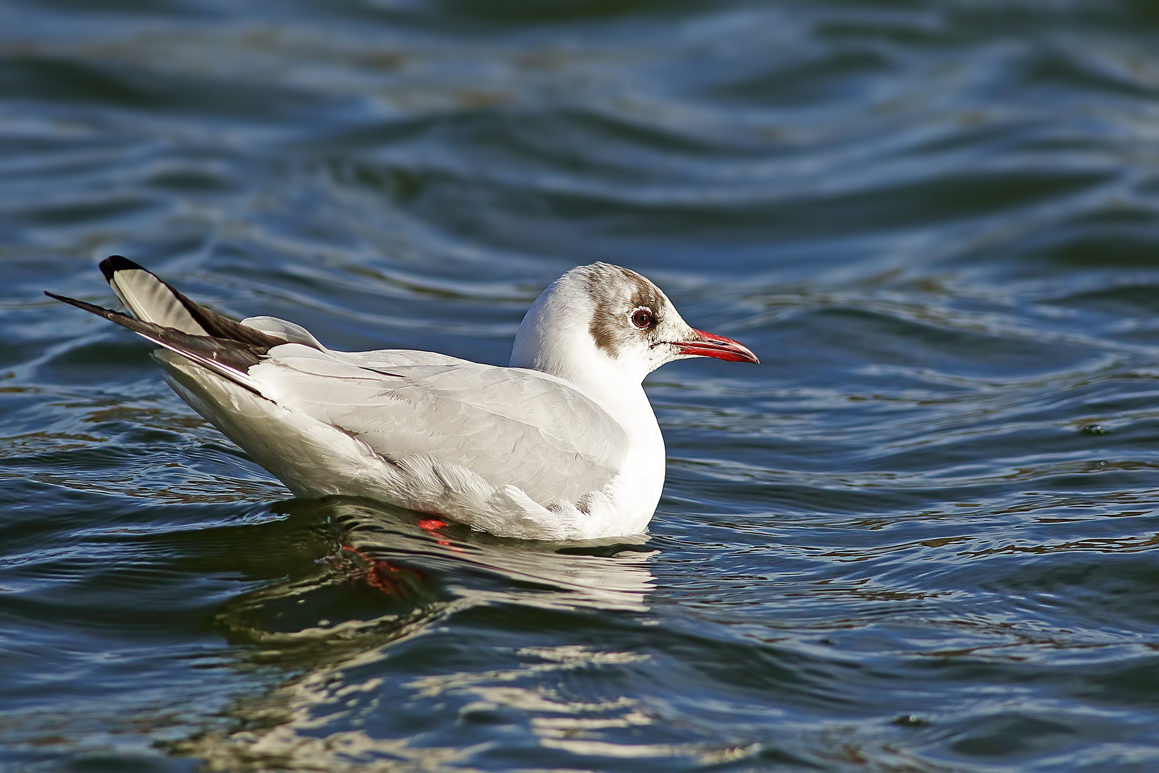 Black-headed Gull