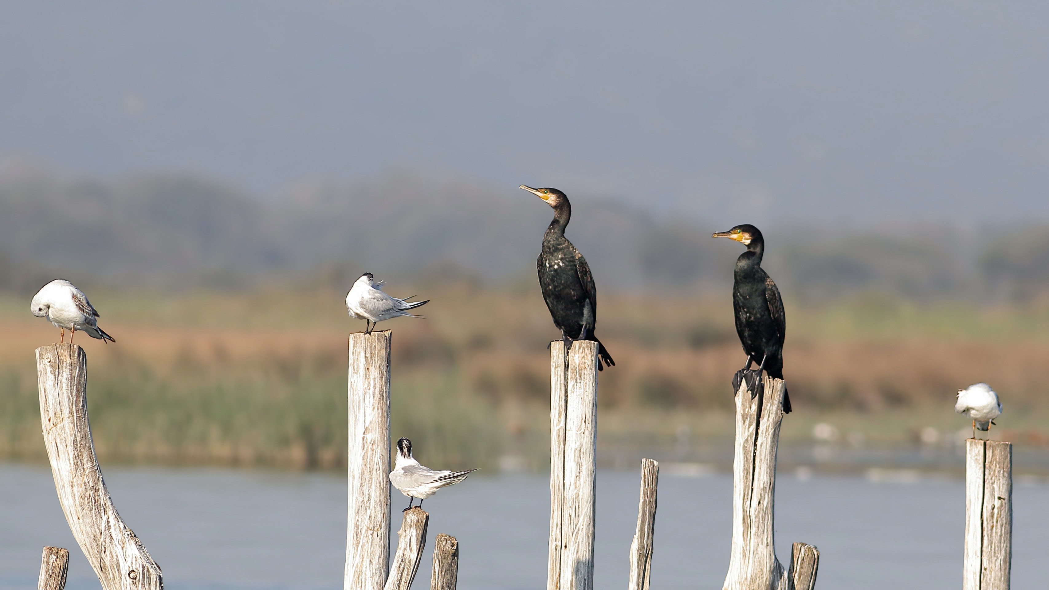 Great Cormorant