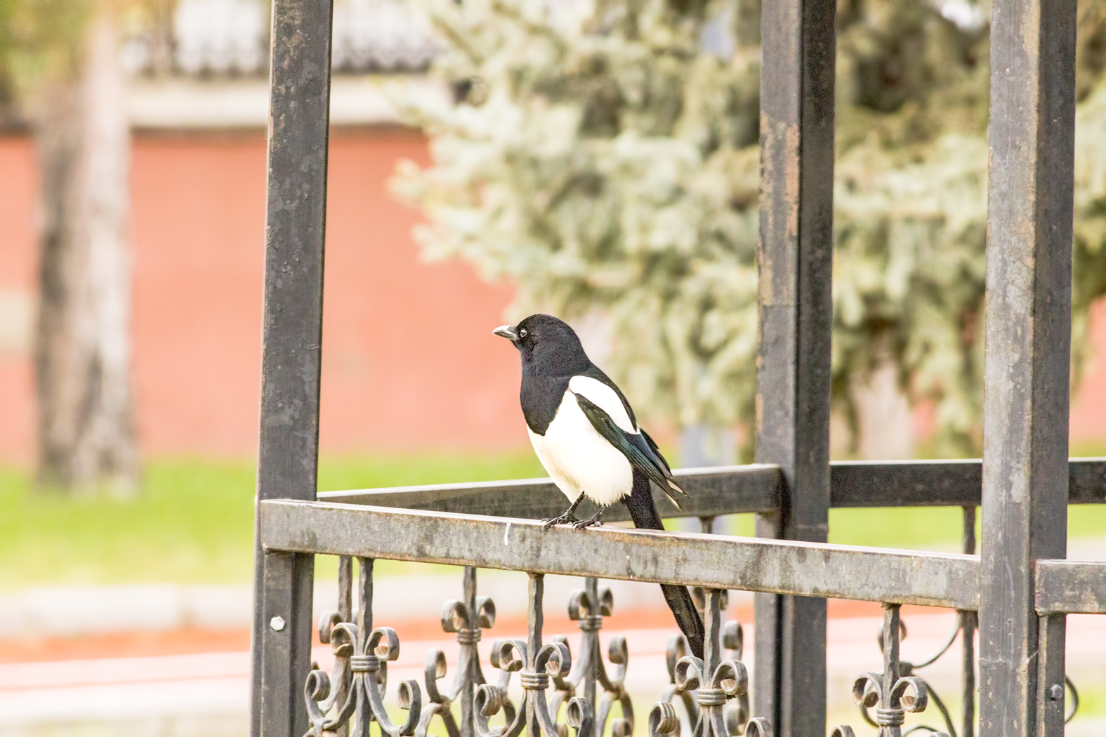 Eurasian Magpie