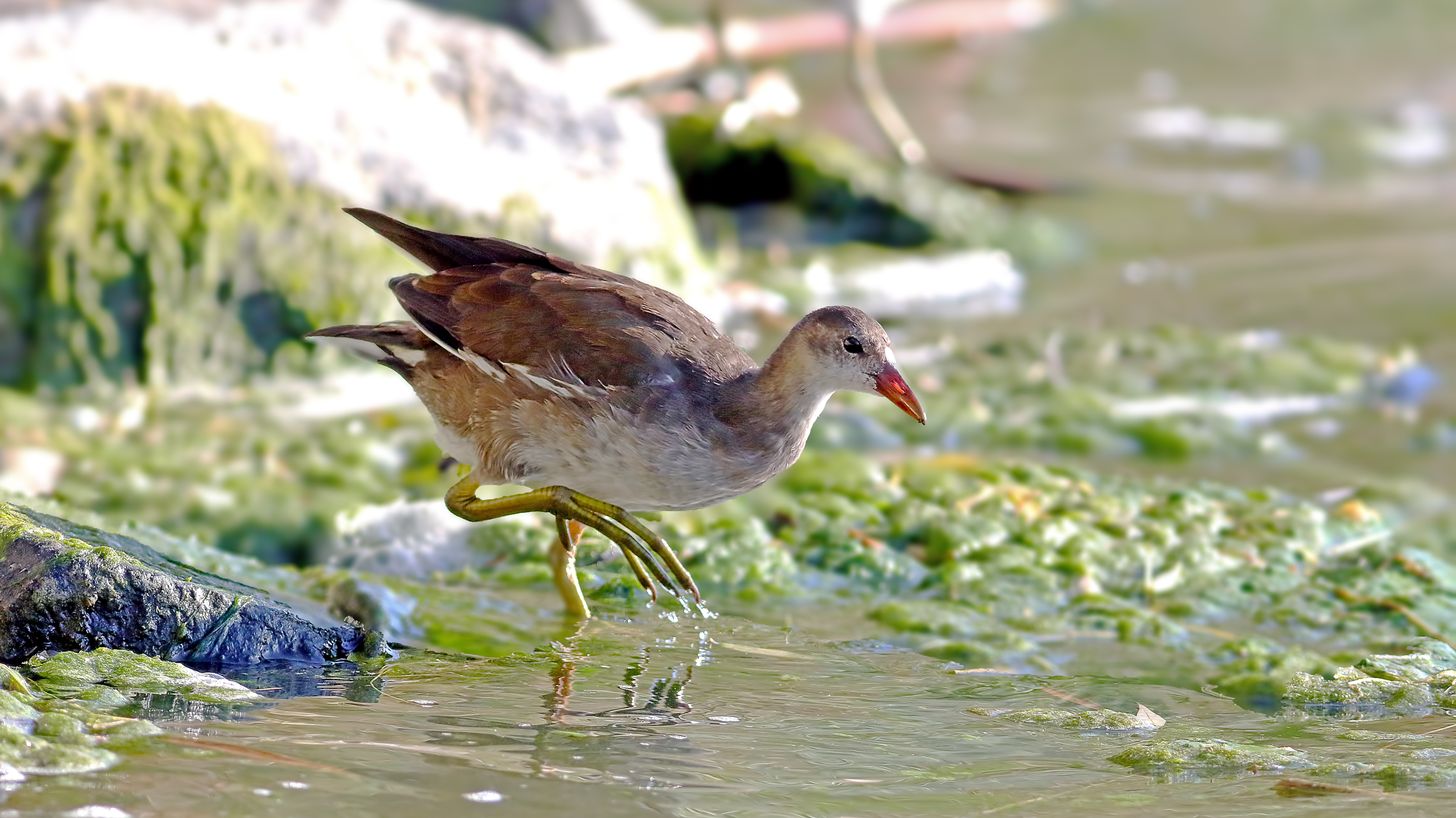 Eurasian Moorhen