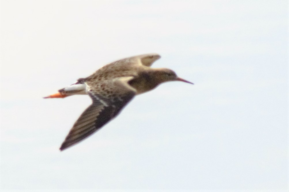 Common Redshank
