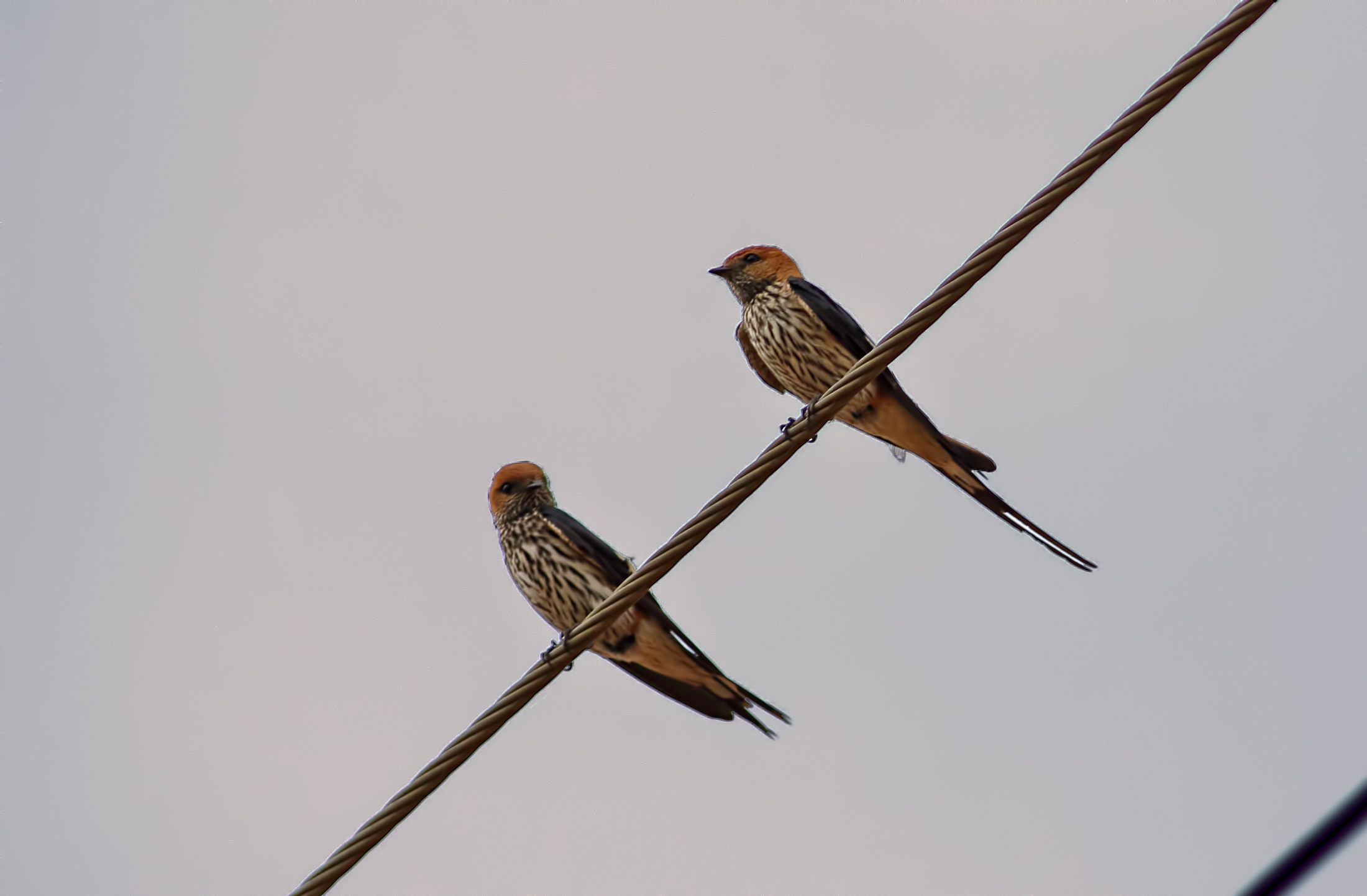 Lesser Striped Swallow