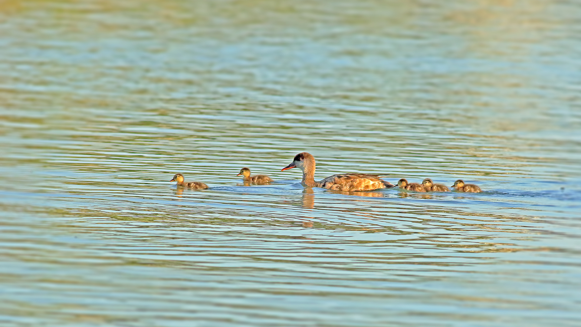 Red-crested Pochard