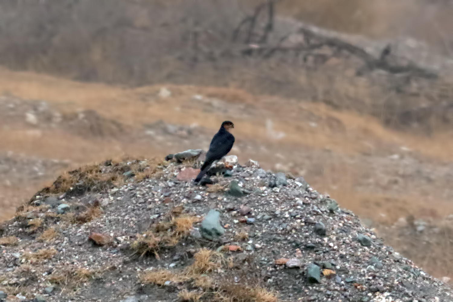 Eurasian Sparrowhawk
