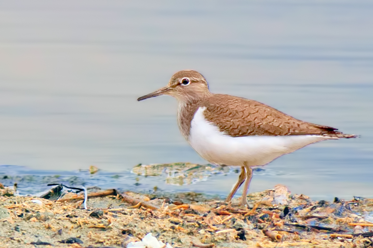 Common Sandpiper