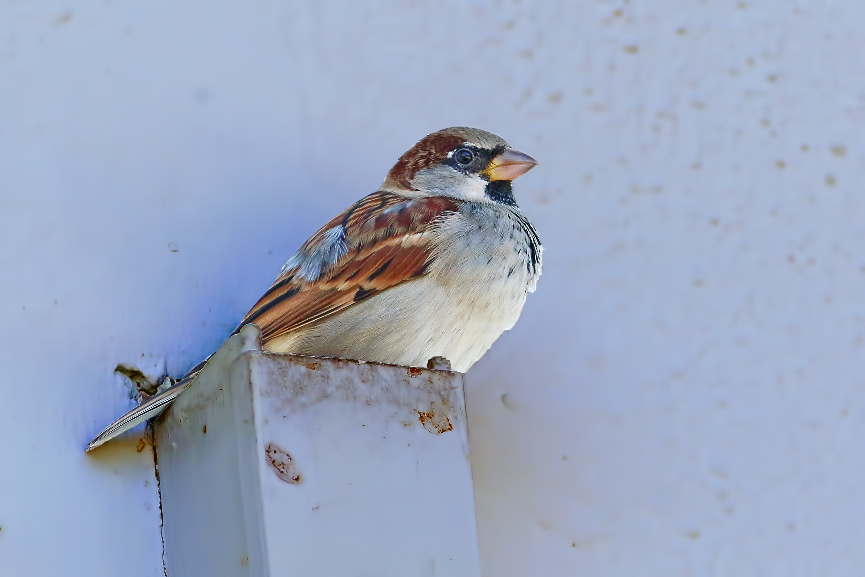 House Sparrow