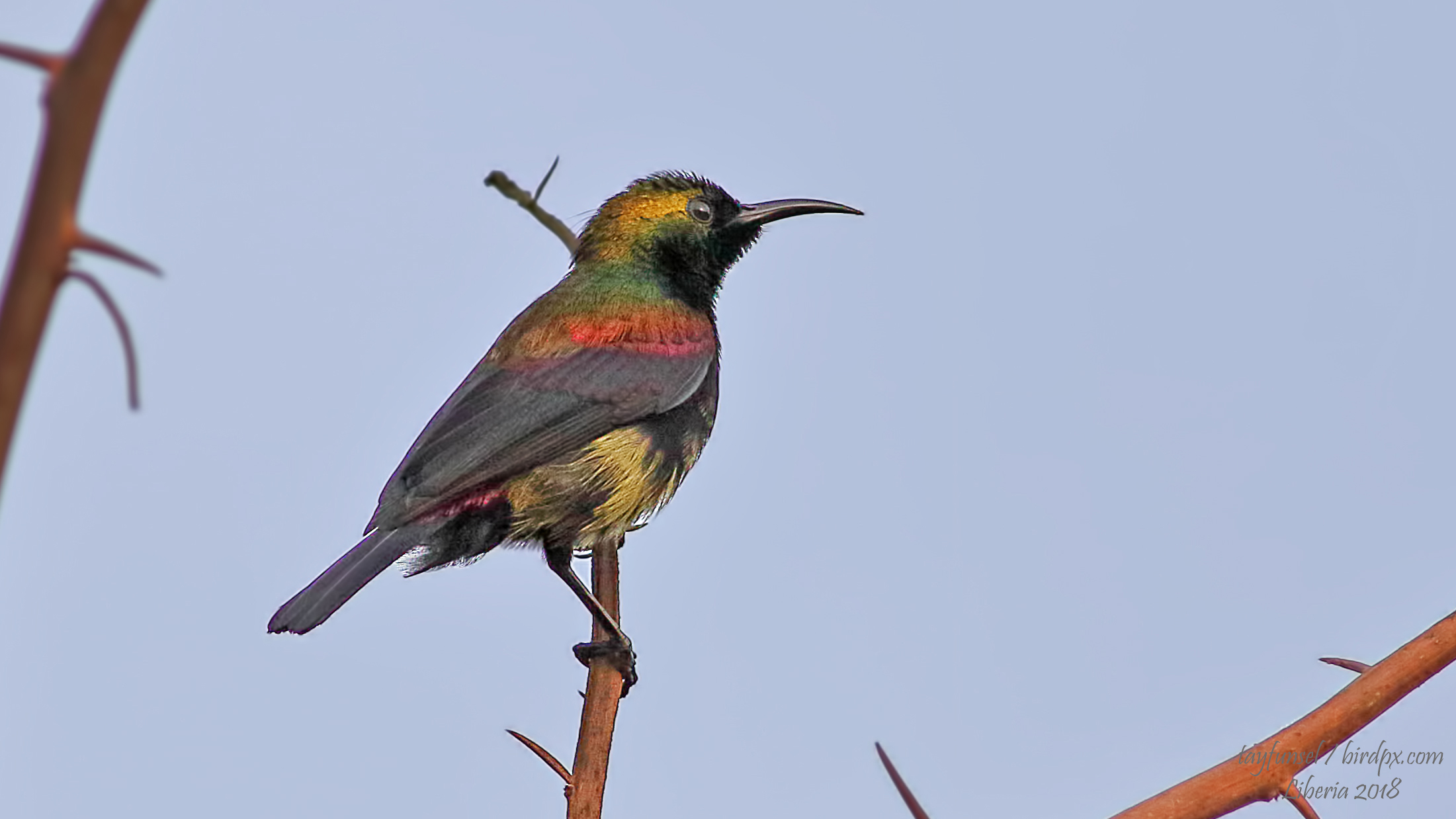 Beautiful Sunbird