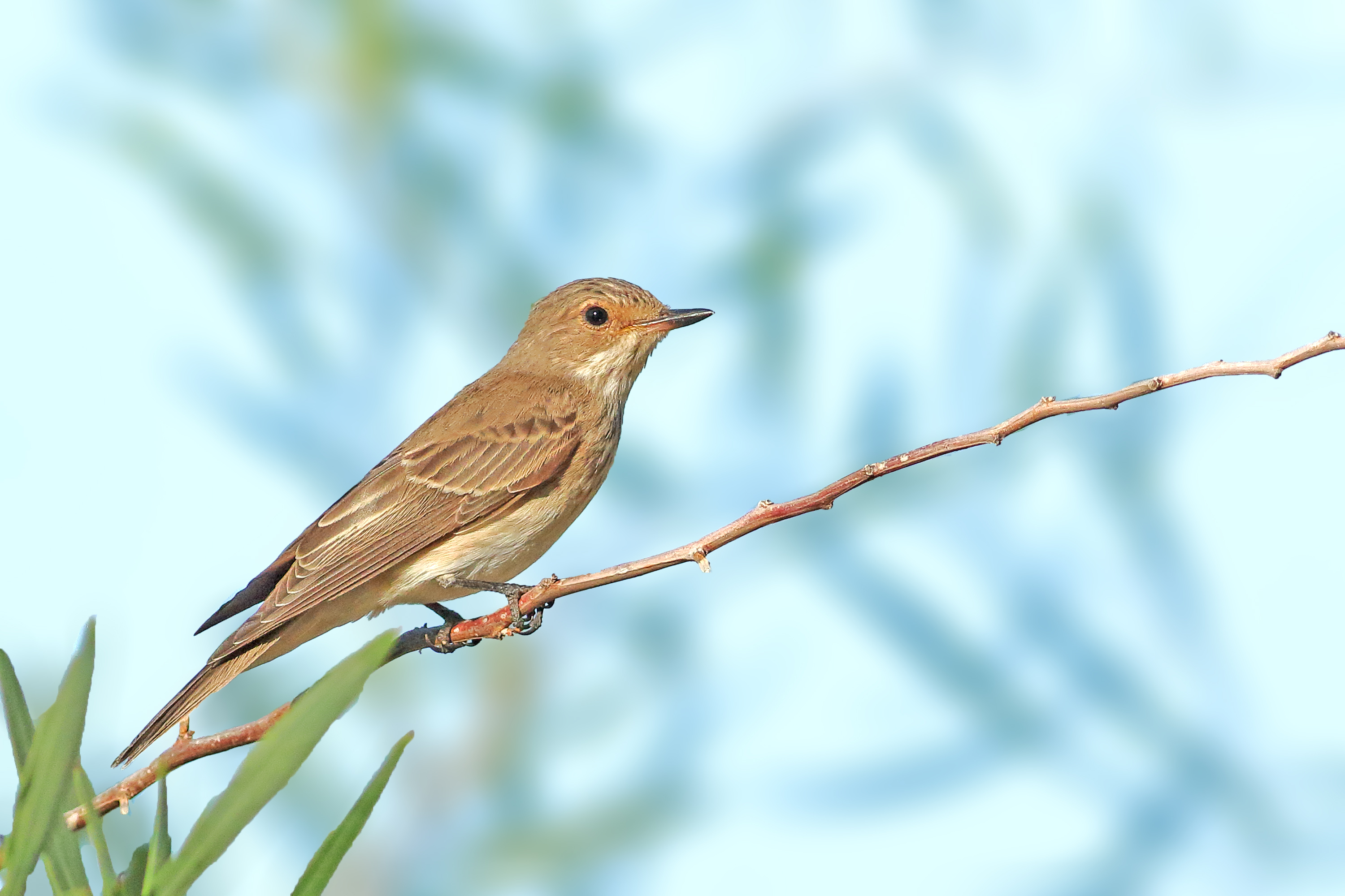 Red-throated Pipit