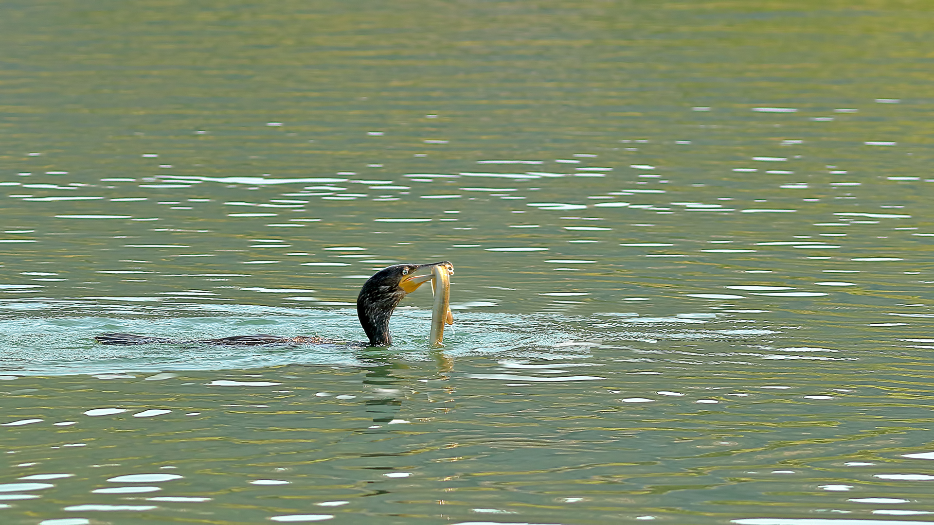 Great Cormorant