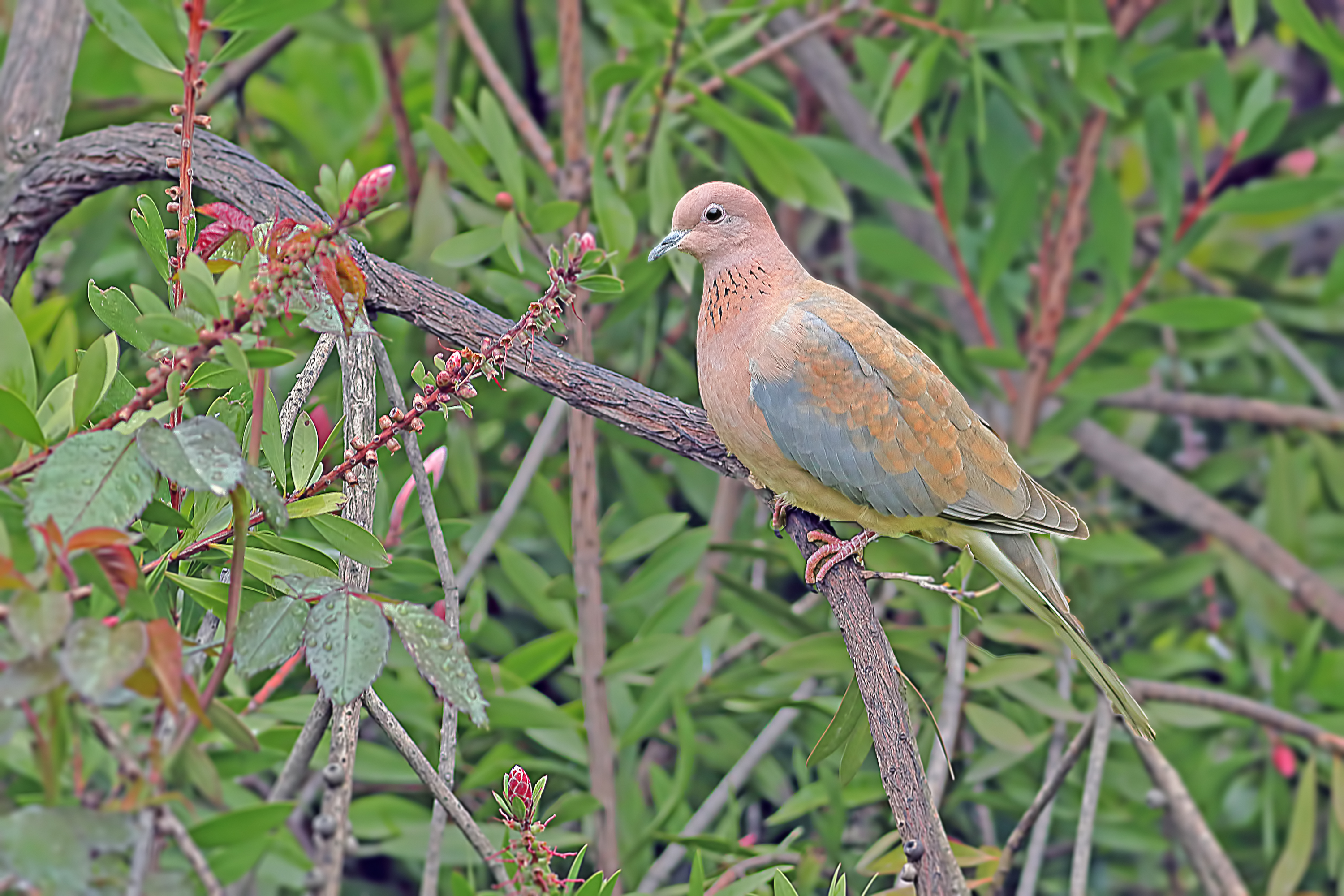 Laughing Dove