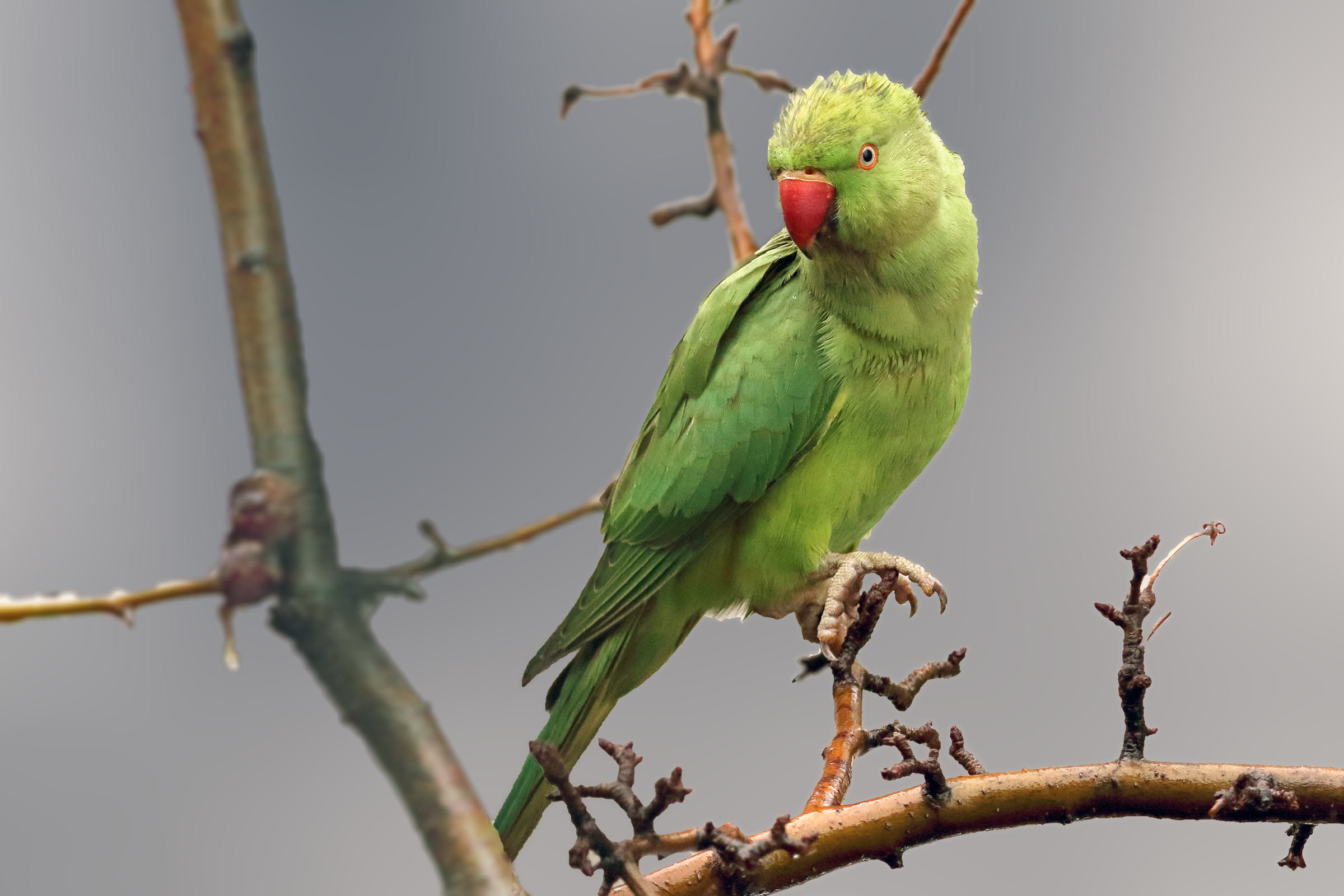Rose-ringed Parakeet