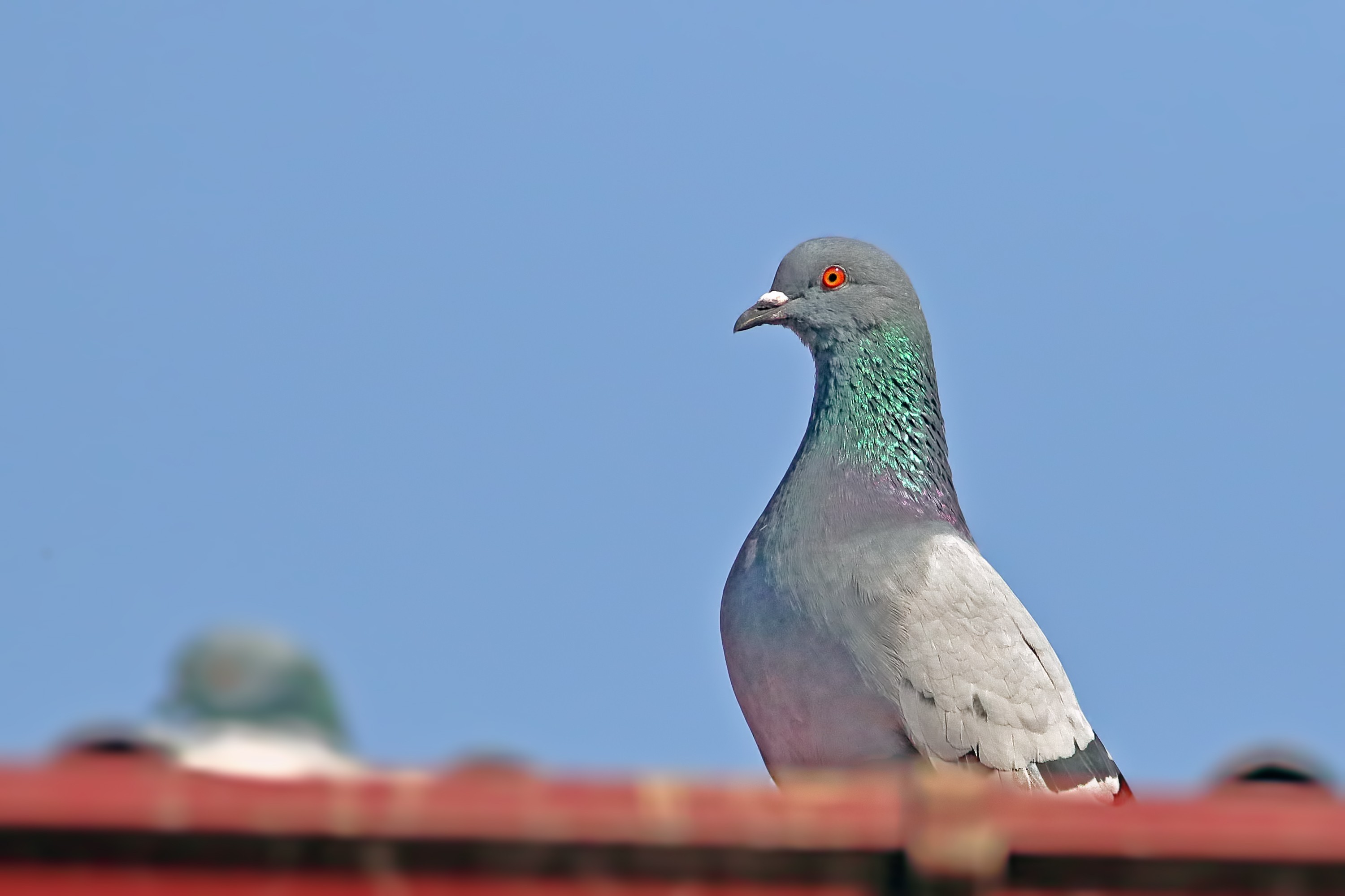 Rock Dove
