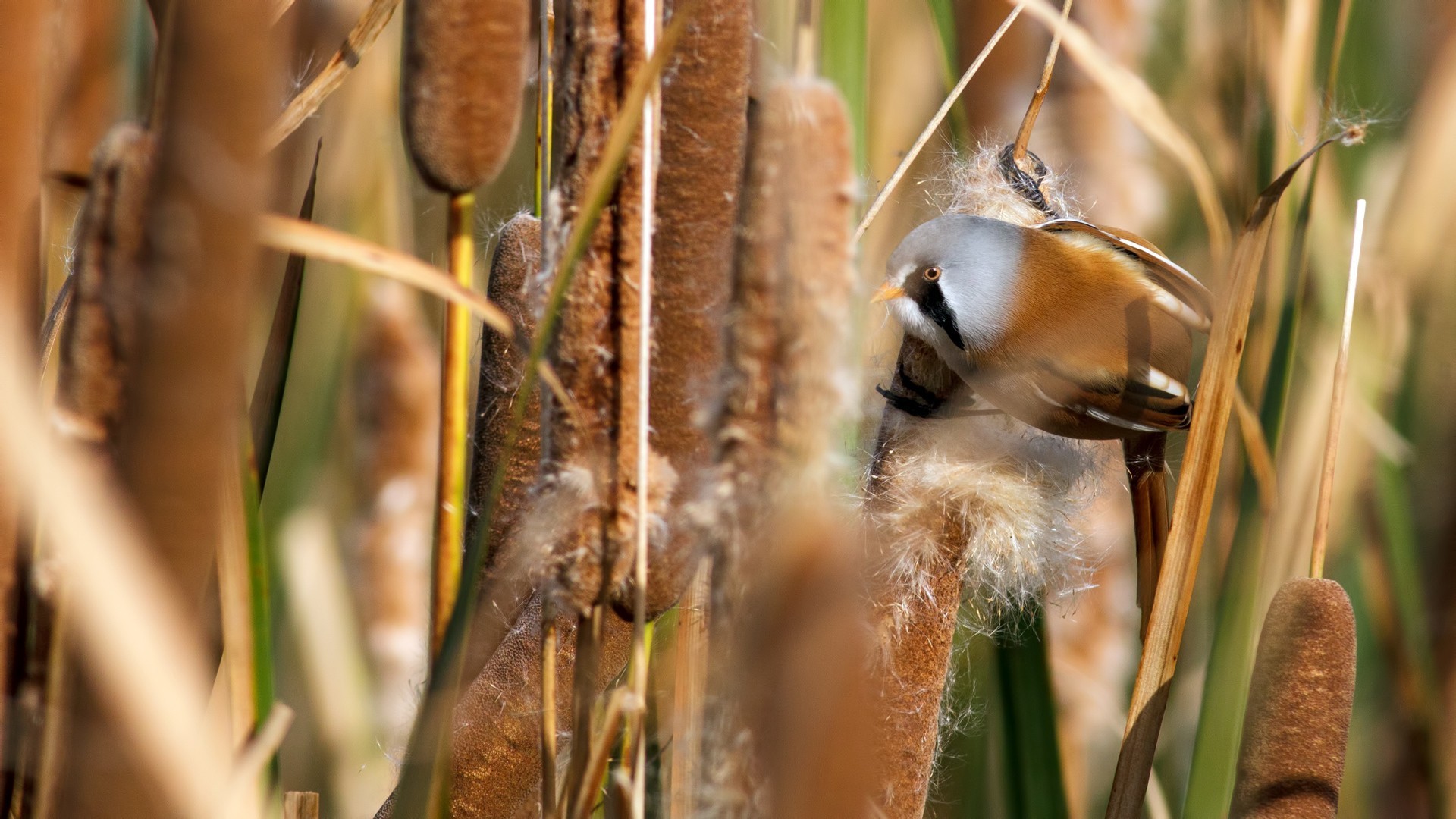 Bearded Parrotbill