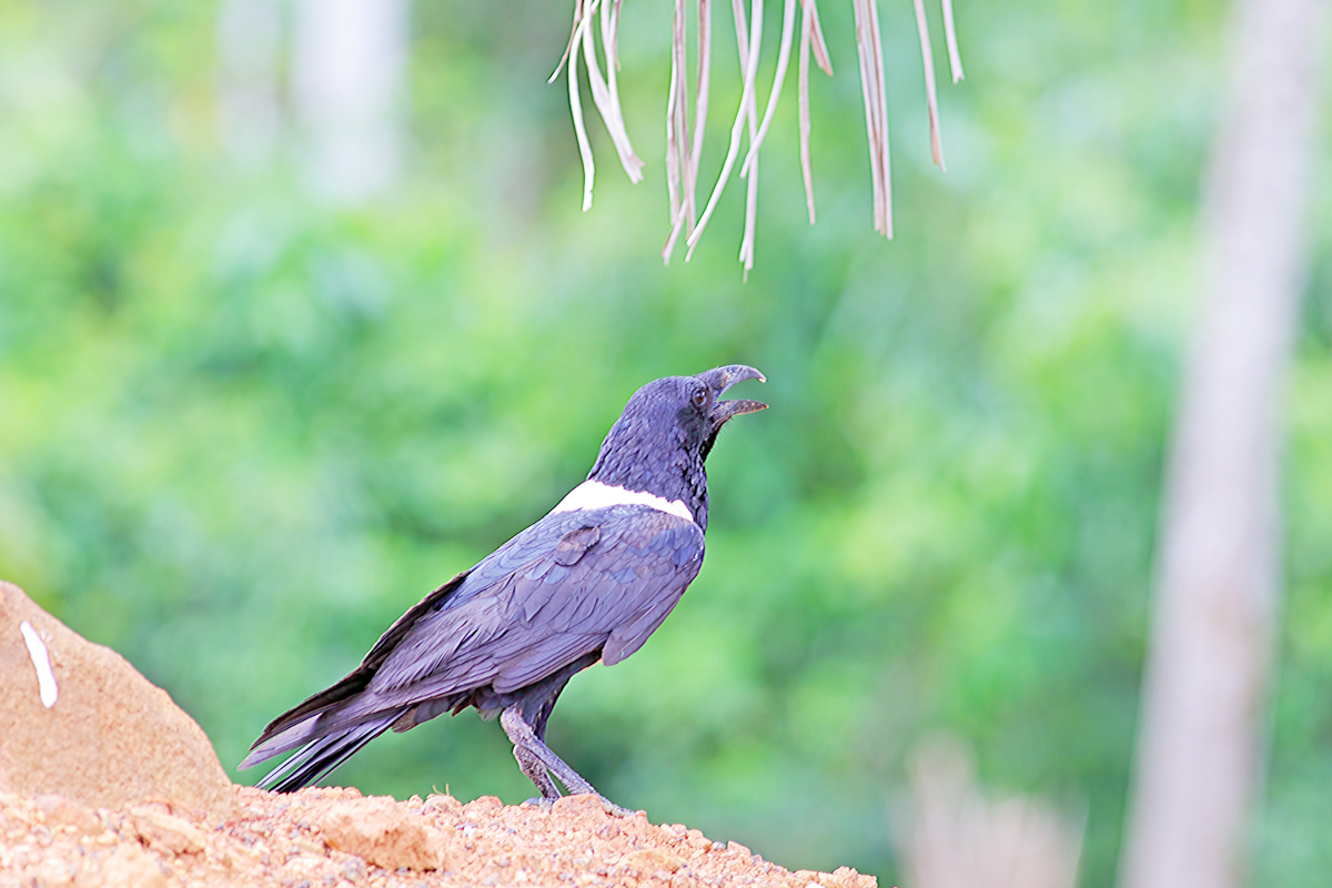 Pied Crow