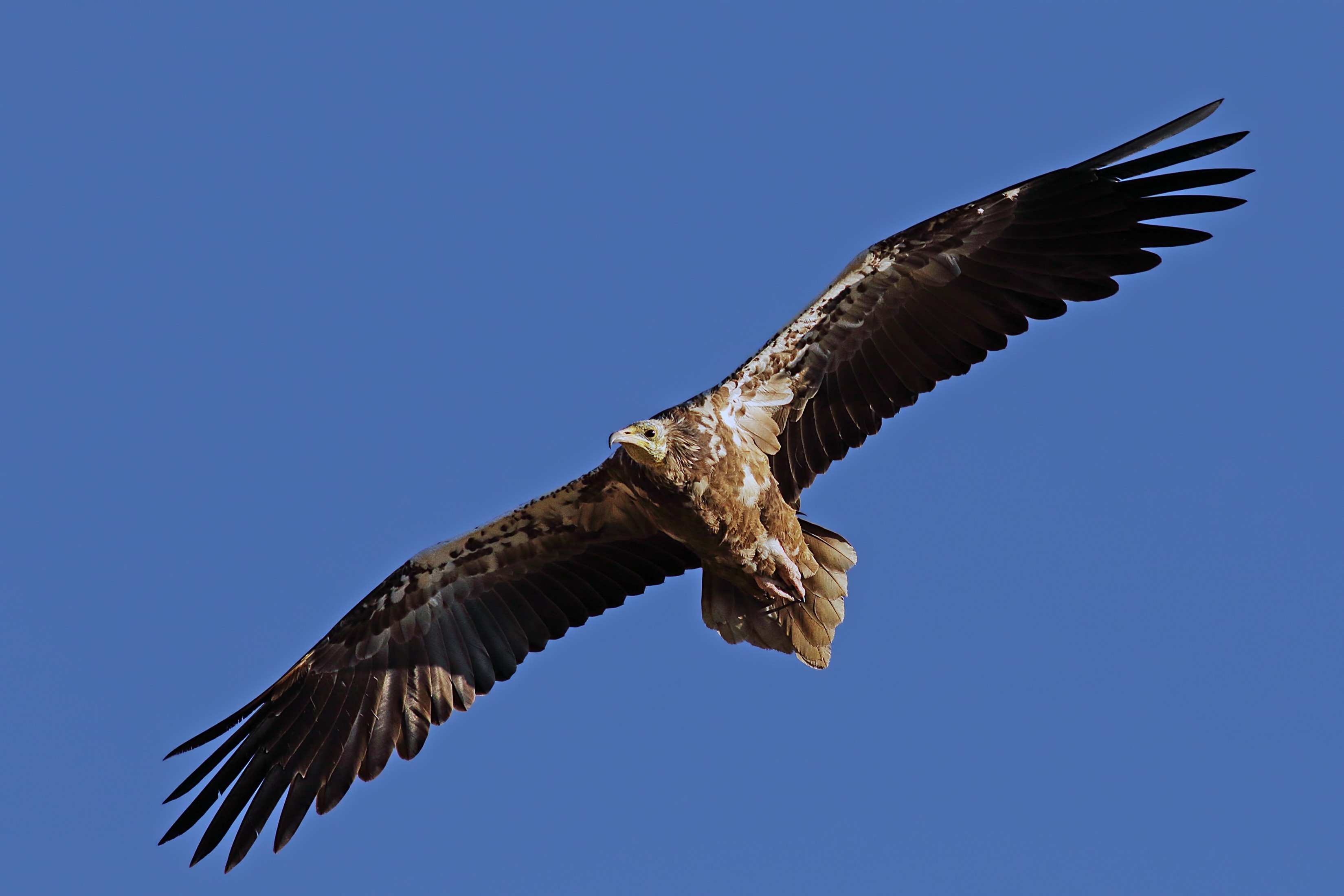 Egyptian Vulture