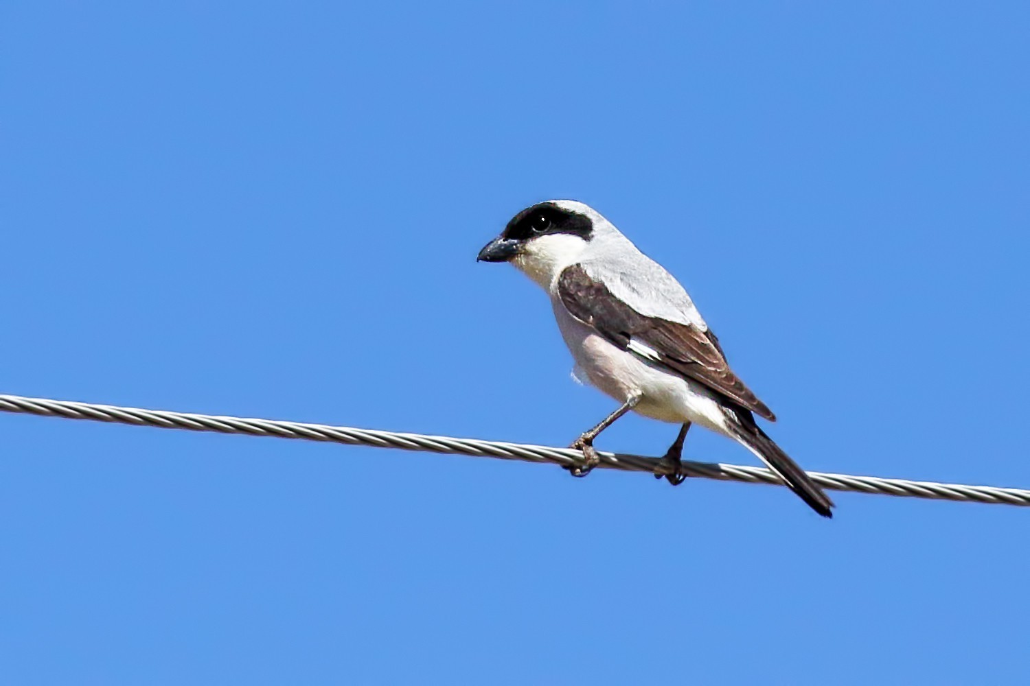 Lesser Grey Shrike