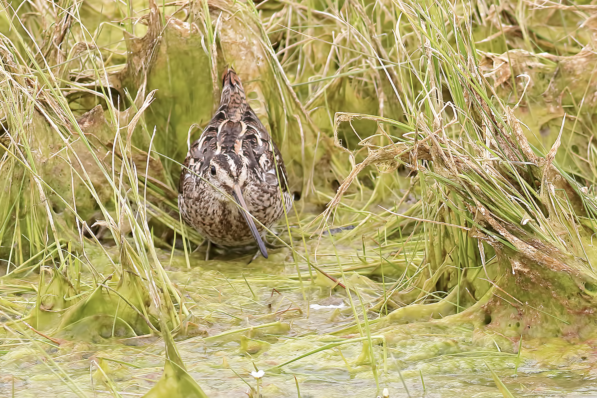 Common Snipe