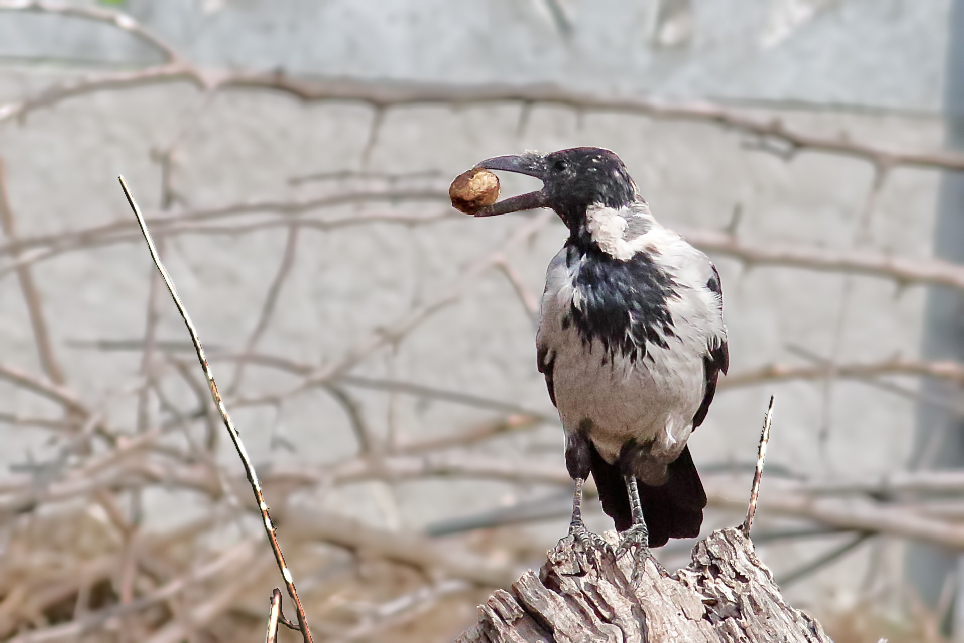 Hooded Crow