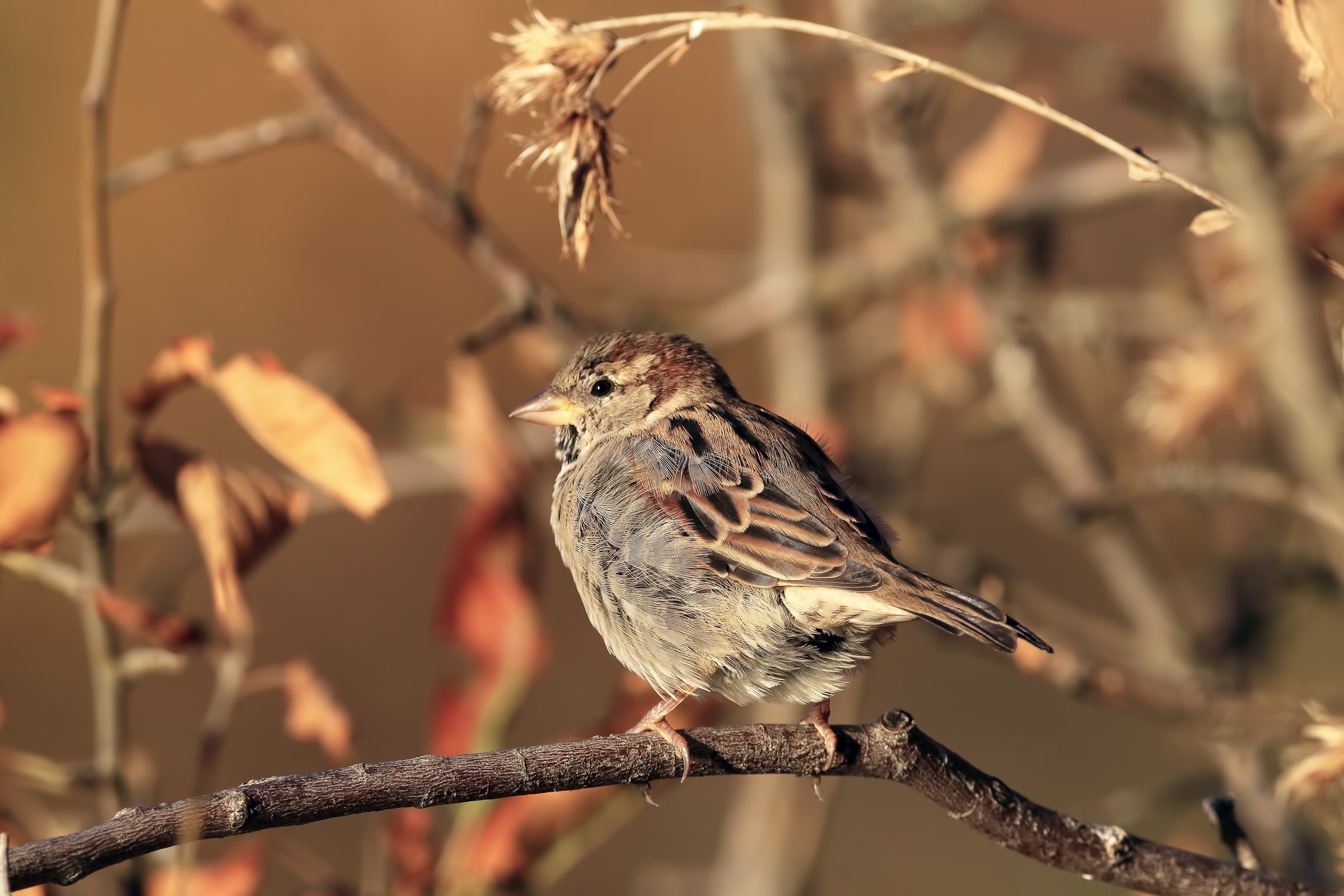 House Sparrow