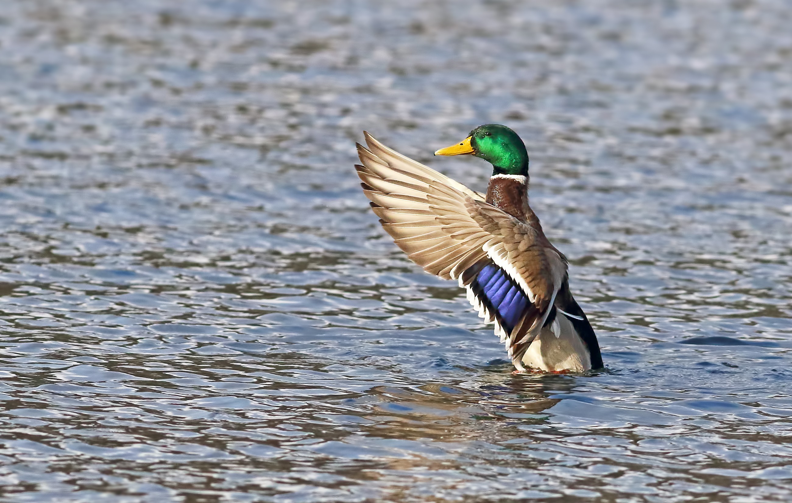 Mallard