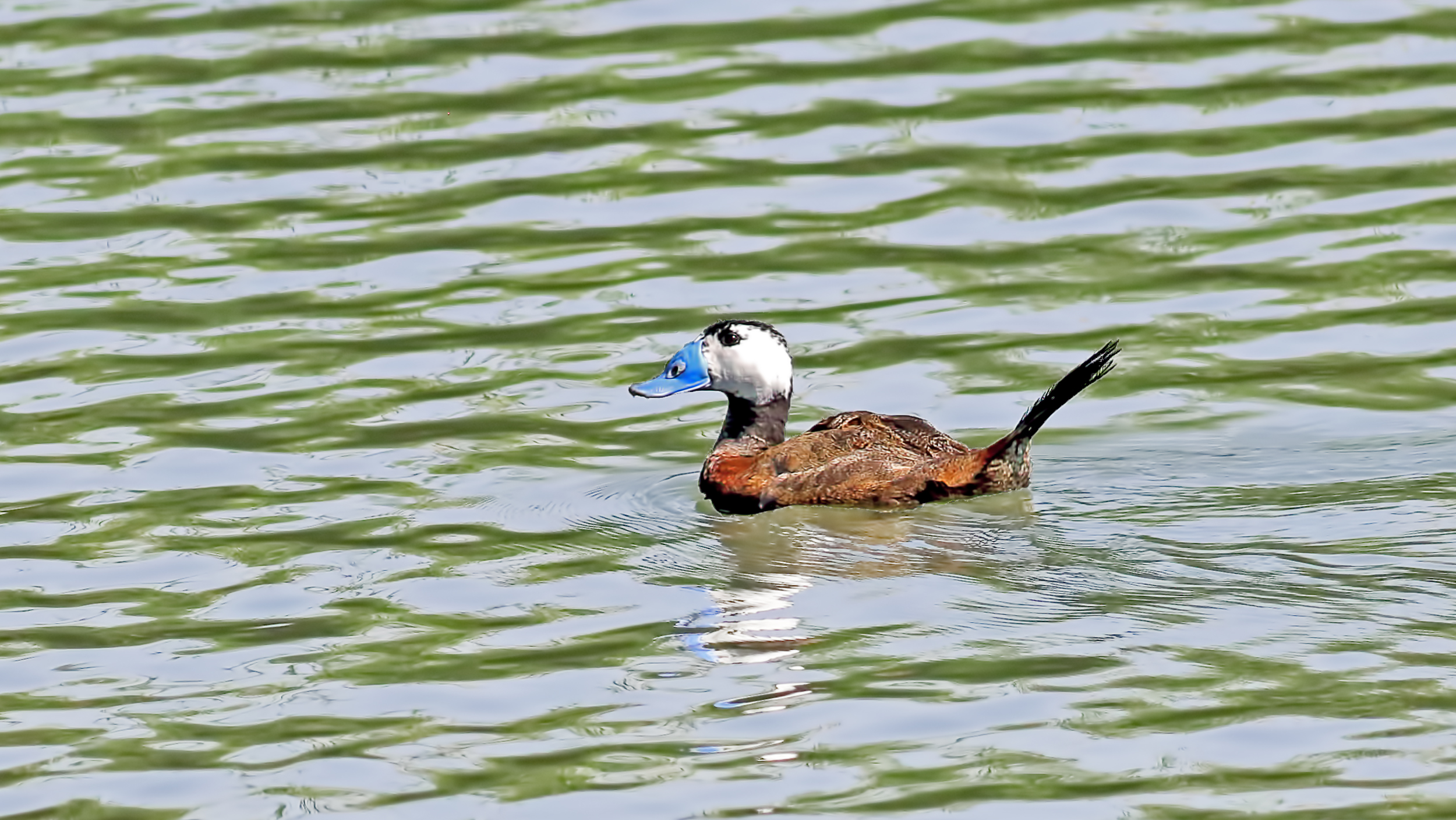 White-headed Duck