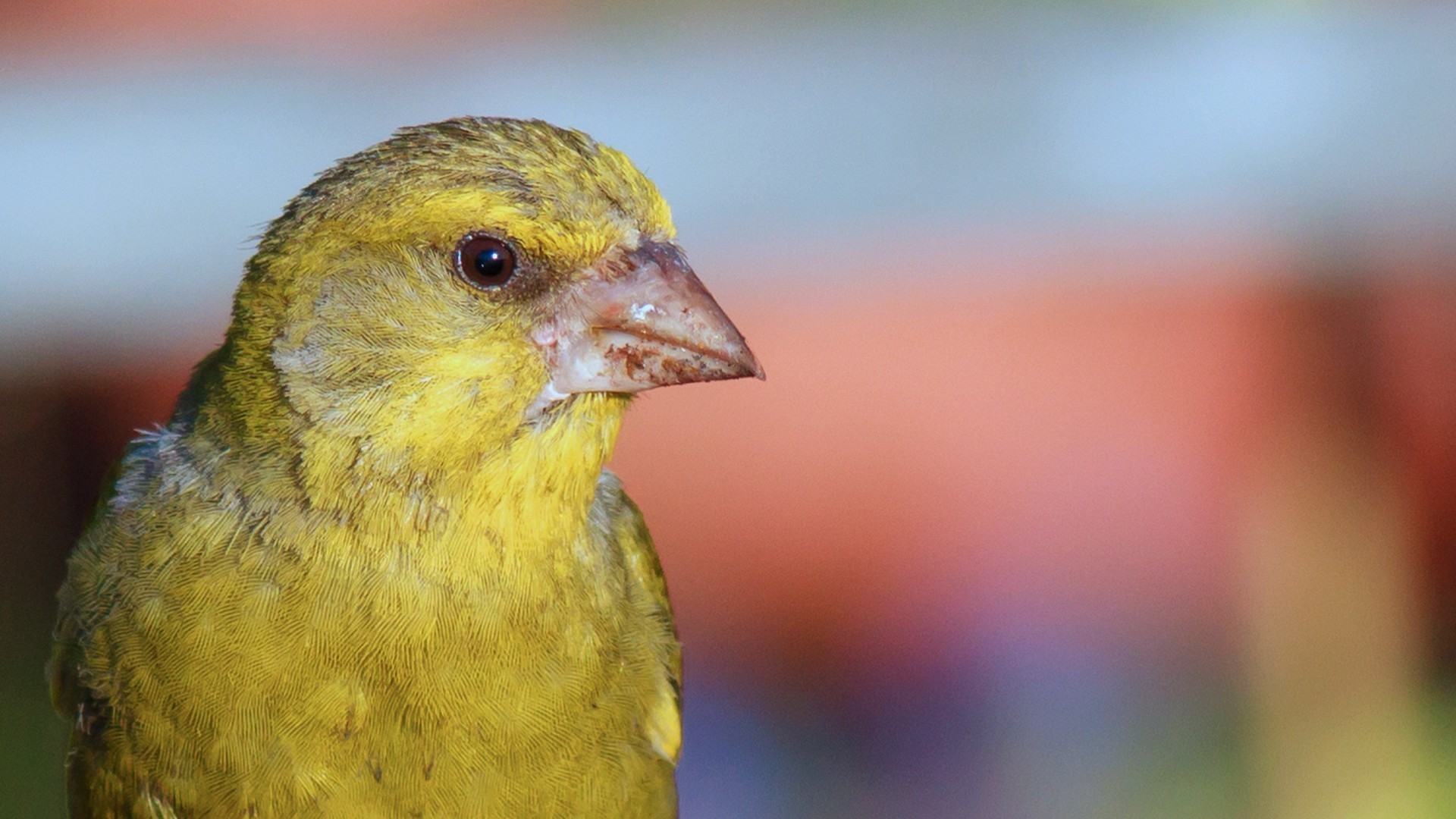 European Greenfinch
