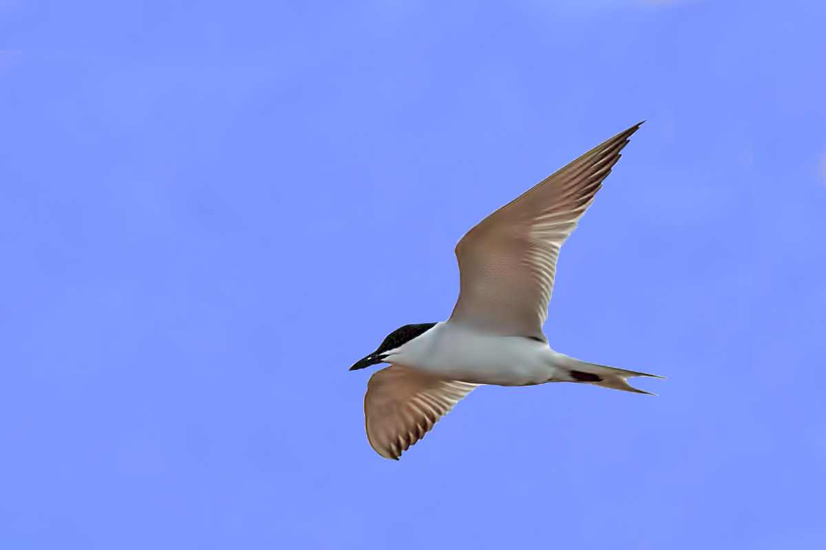 Gull-billed Tern