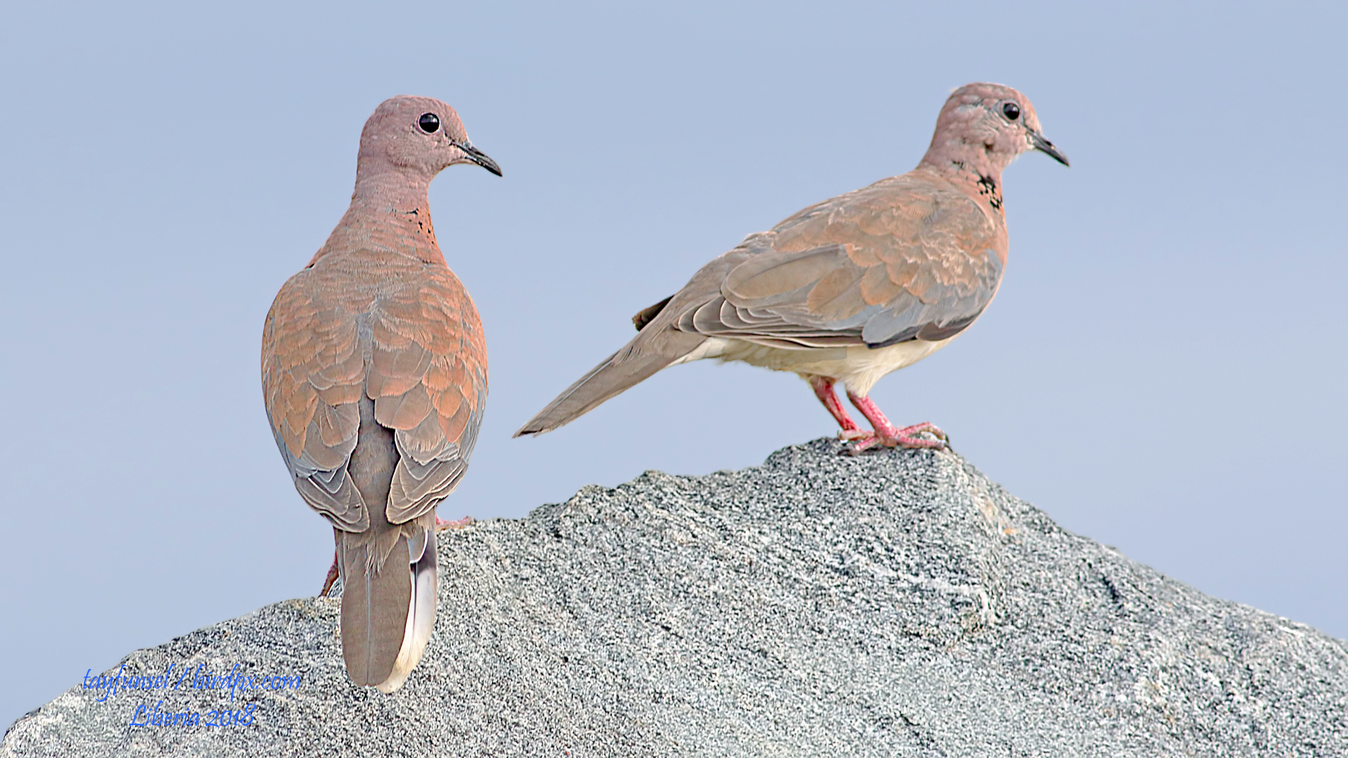 Laughing Dove
