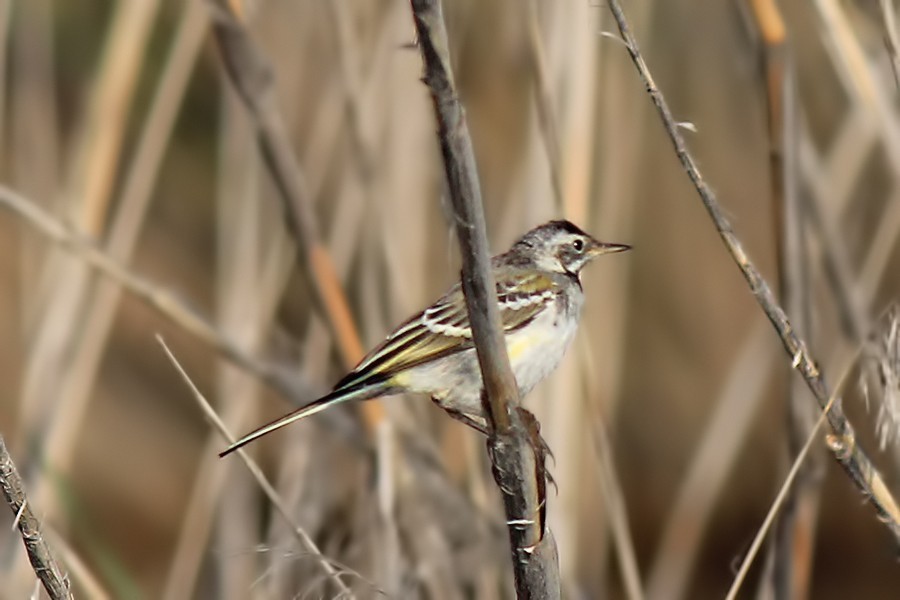 Water Pipit