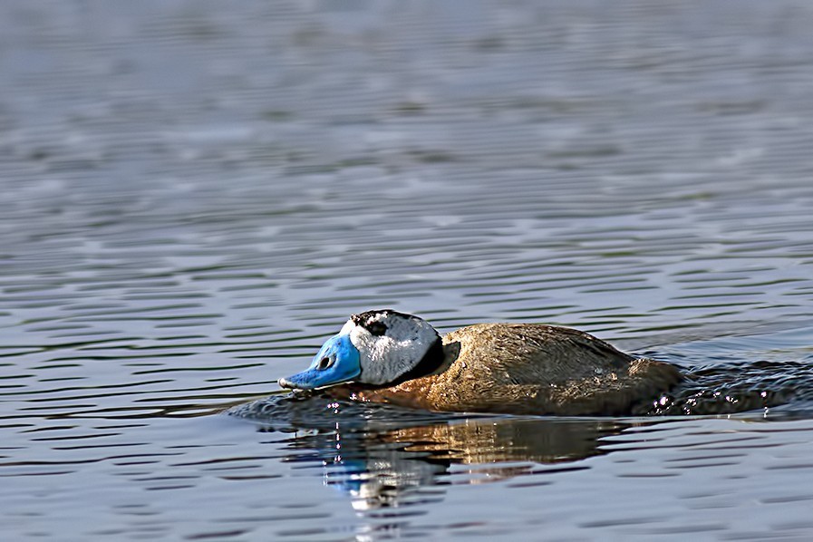 White-headed Duck