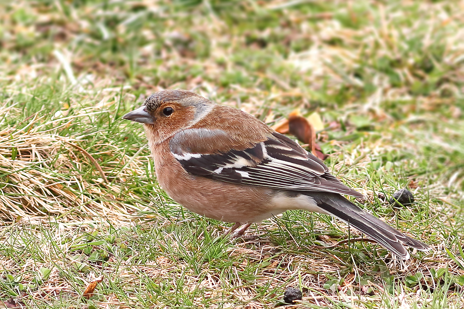 Common Chaffinch
