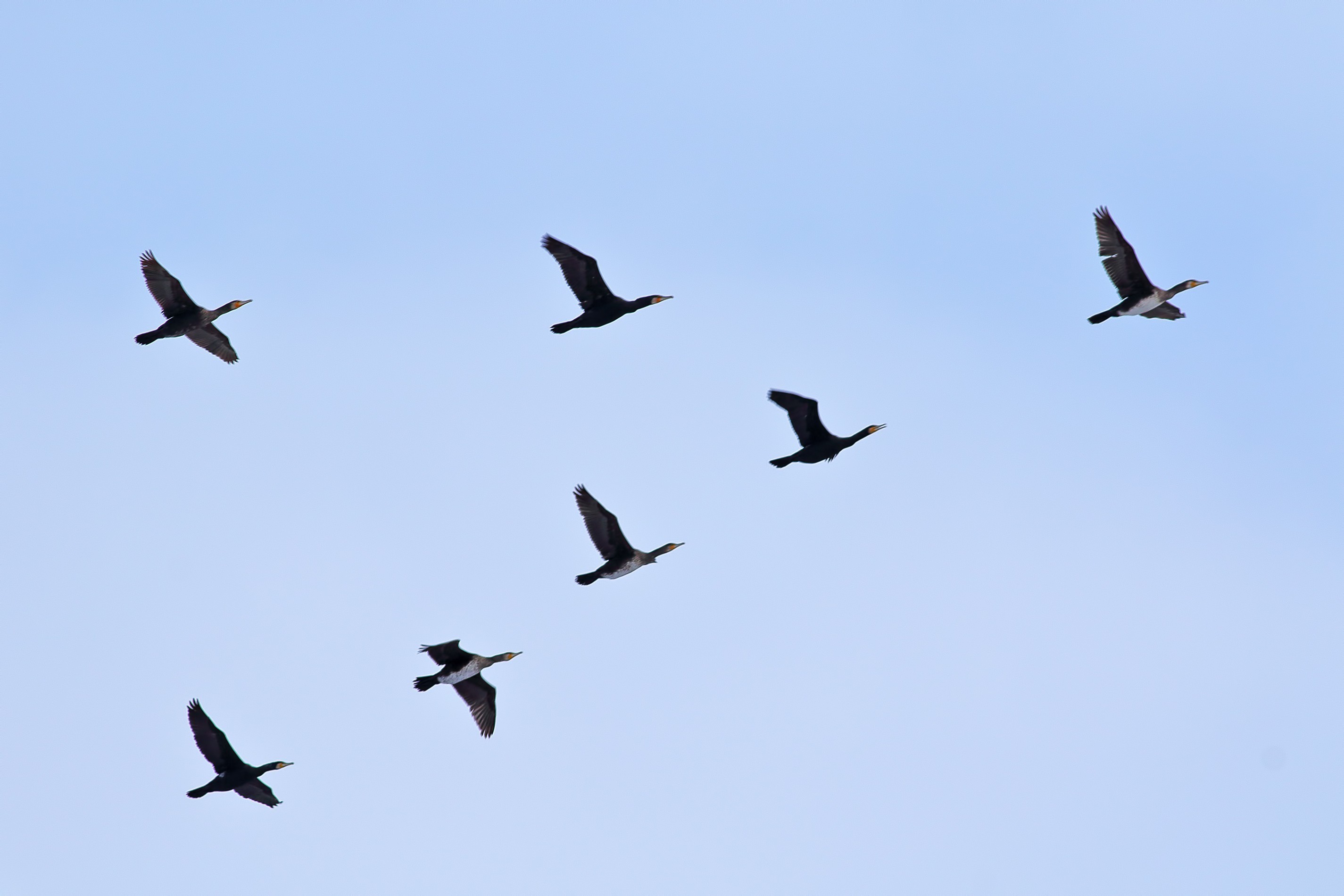 Great Cormorant