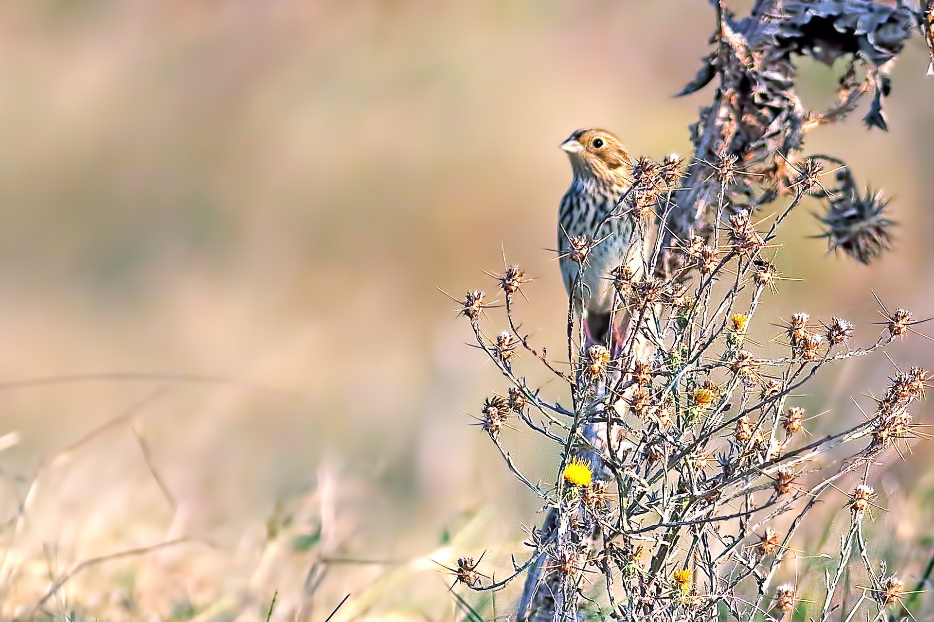 Corn Bunting