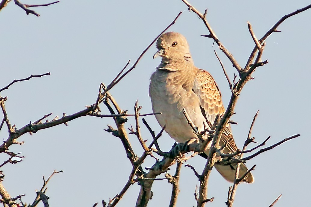 European Turtle-Dove