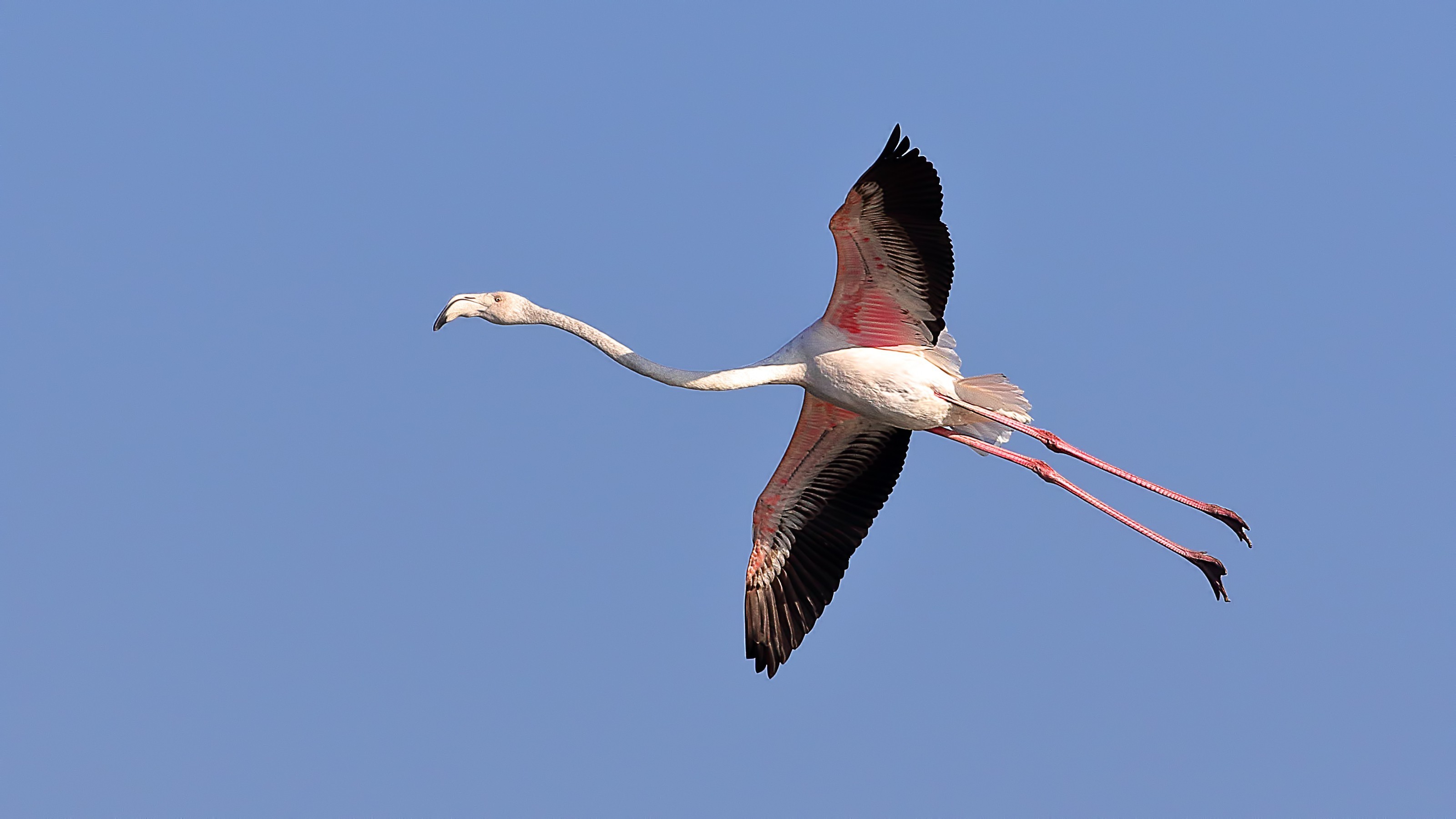 Greater Flamingo