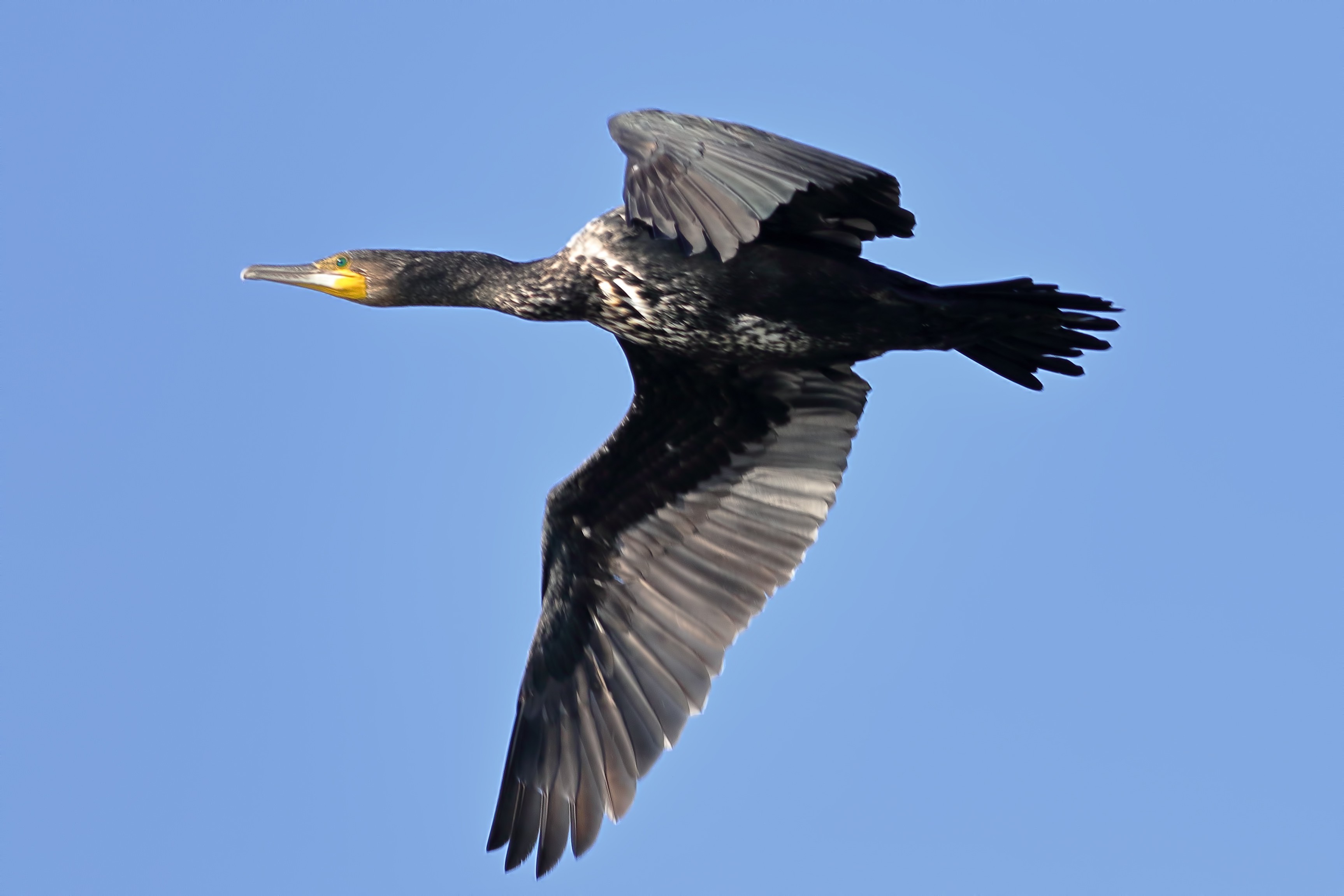 Great Cormorant