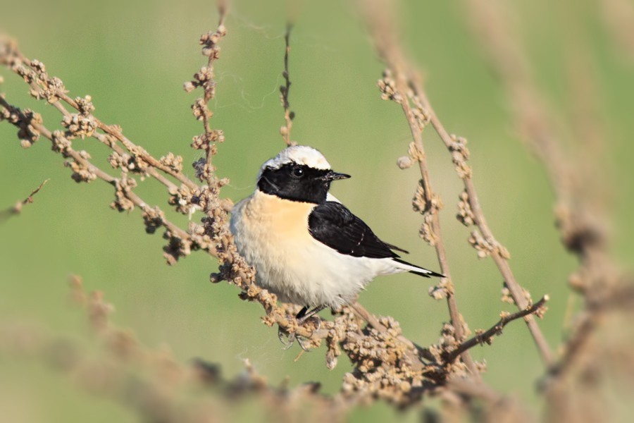 Black-eared Wheatear