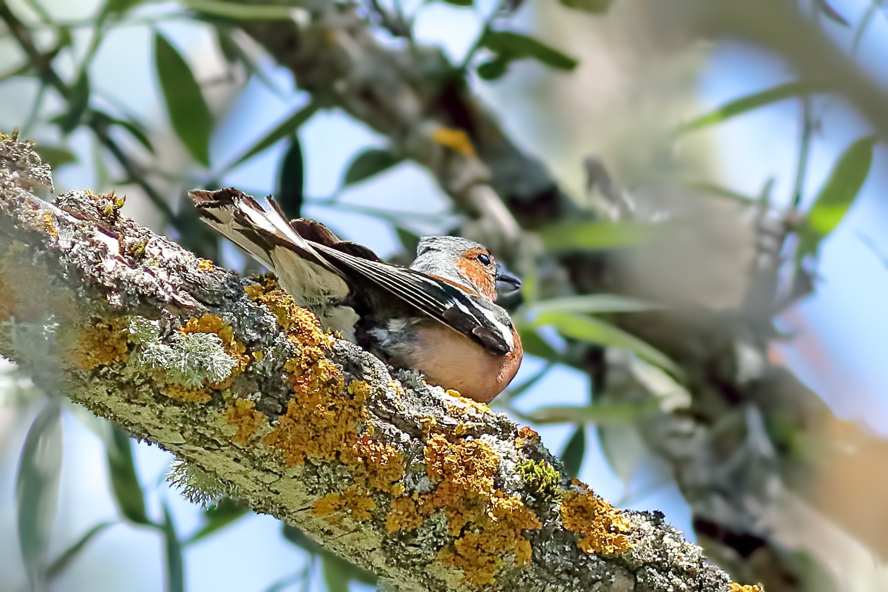 Common Chaffinch