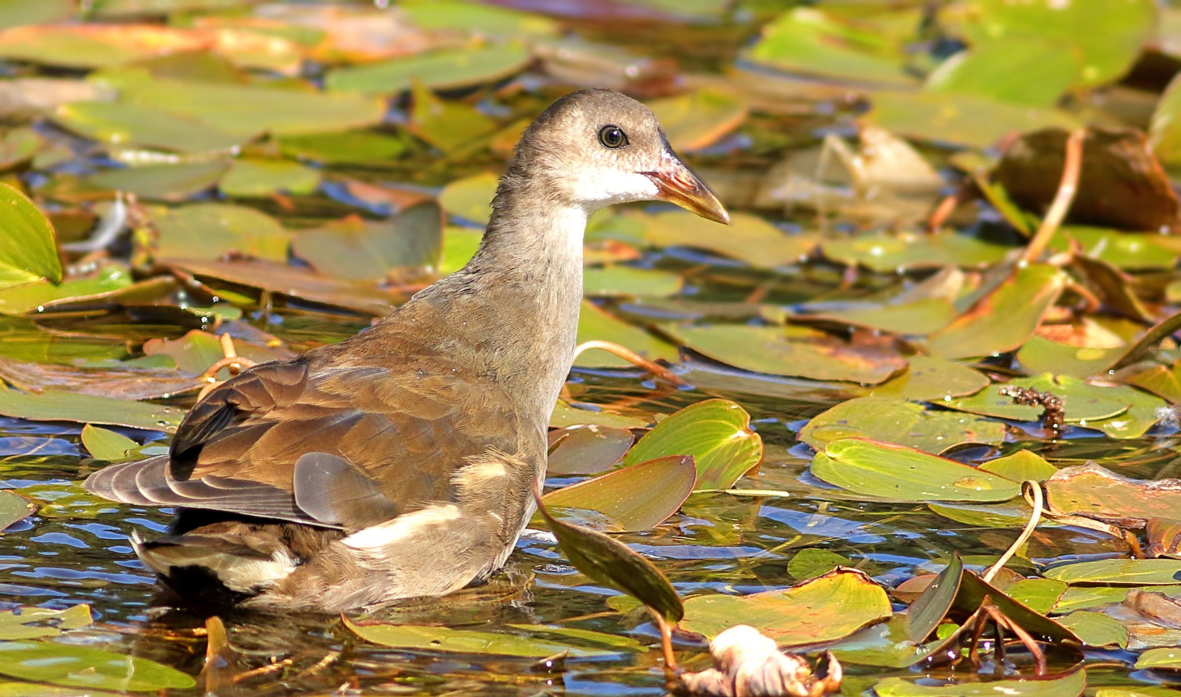 Eurasian Moorhen