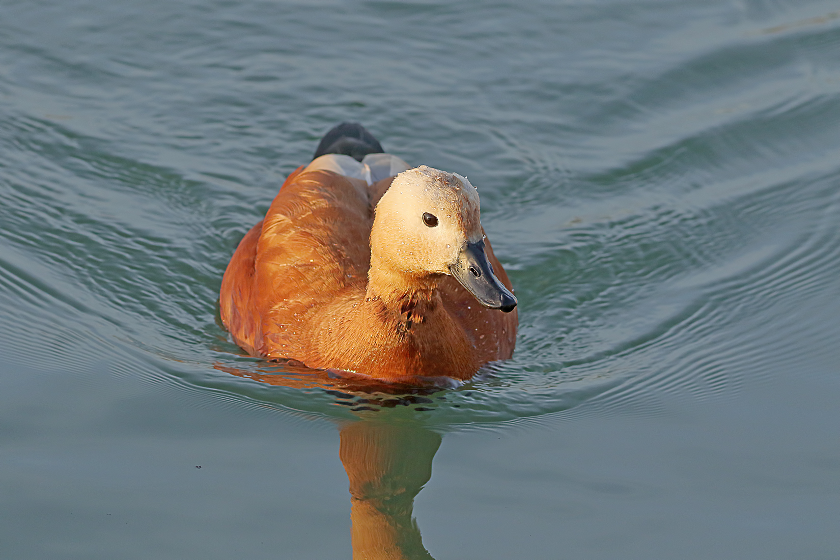 Ruddy Shelduck