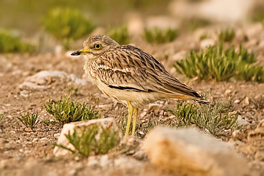 Eurasian Thick-knee