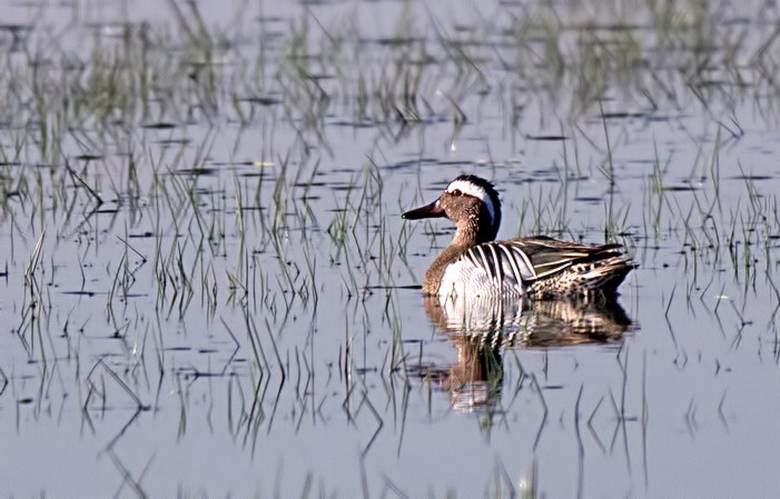 Garganey