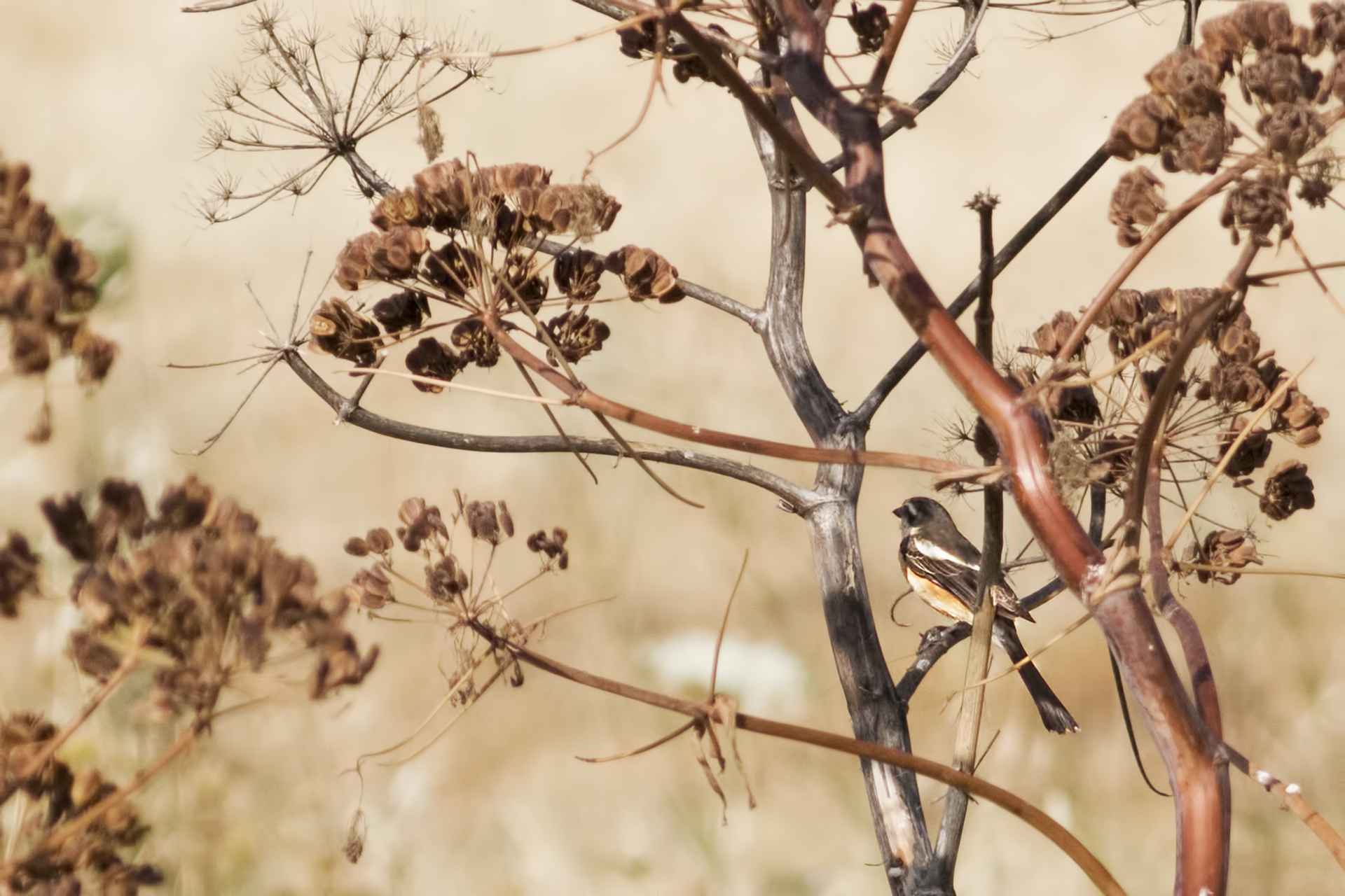 Masked Shrike